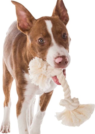 amazon dog rope toy screenshot 1660841715 1660841716 425x600