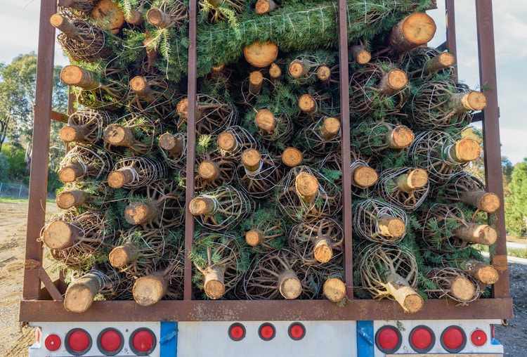 a bunch of christmas trees wrapped and stacked in the back of a big truck