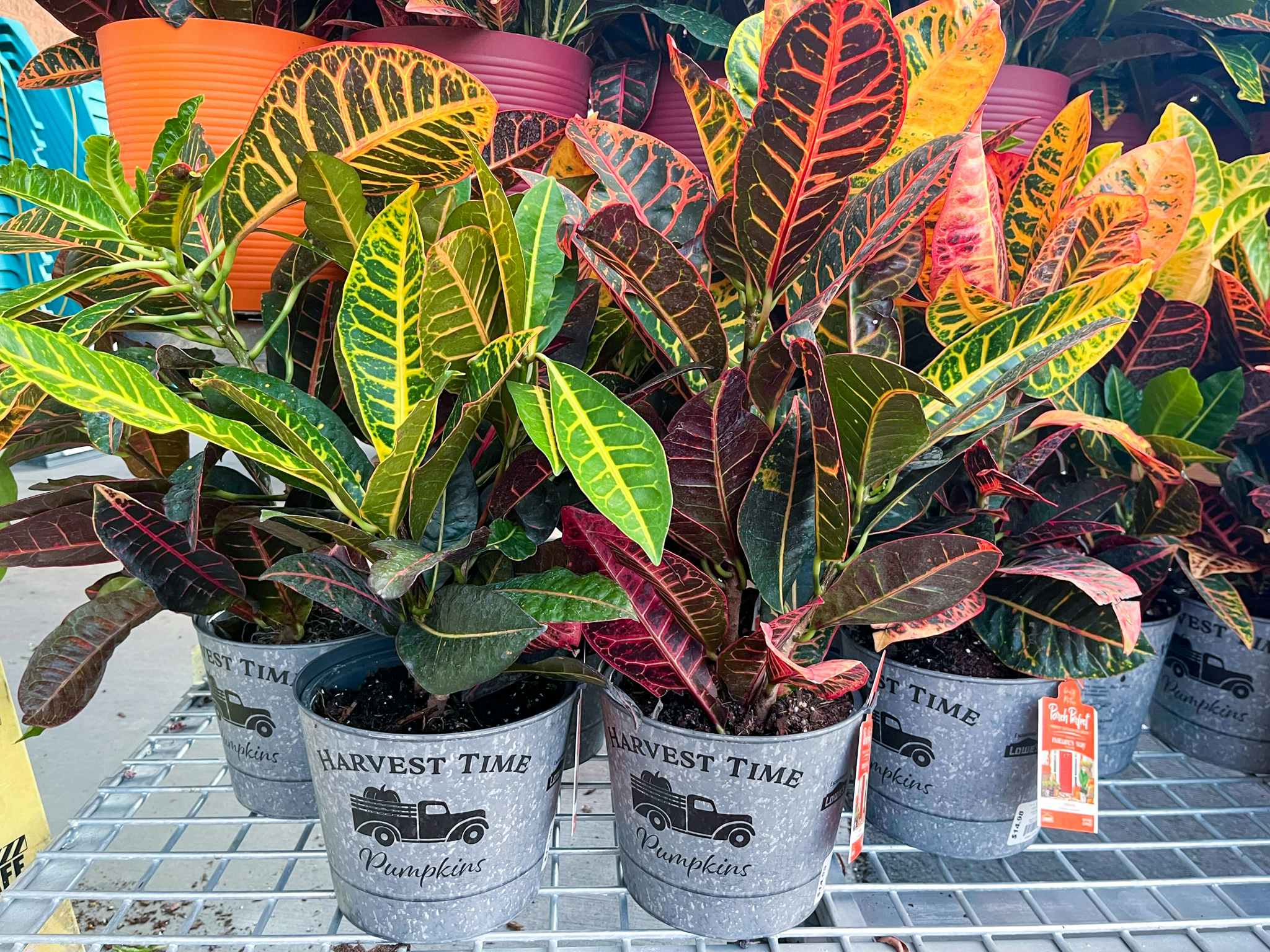 potted fall plants at Lowes