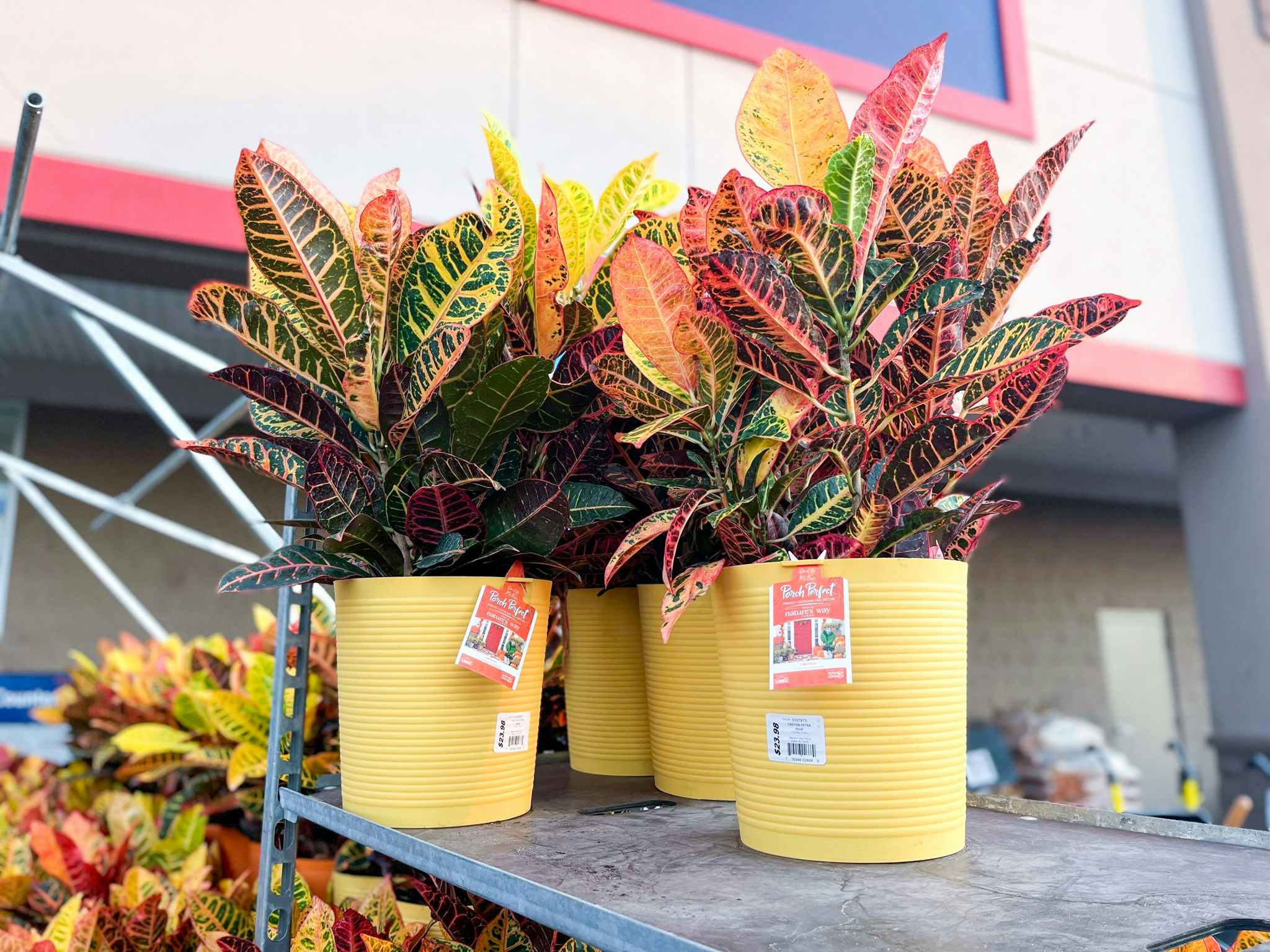 potted fall plants at Lowes on a plant cart