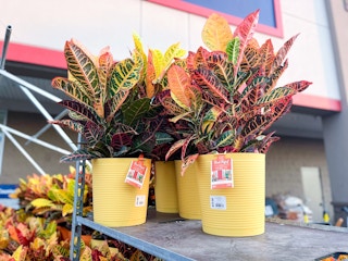 potted fall plants at Lowes on a plant cart