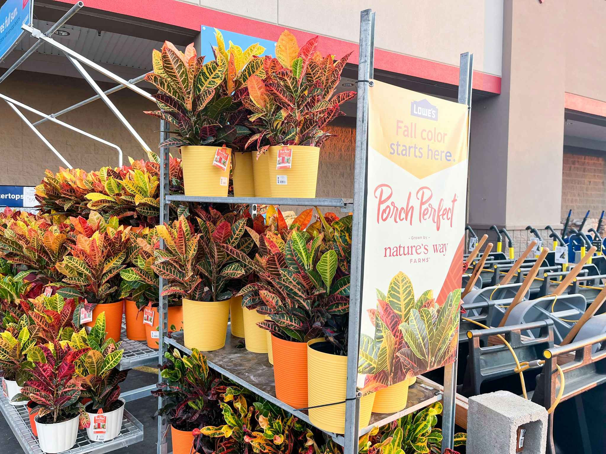 potted fall plants at Lowes