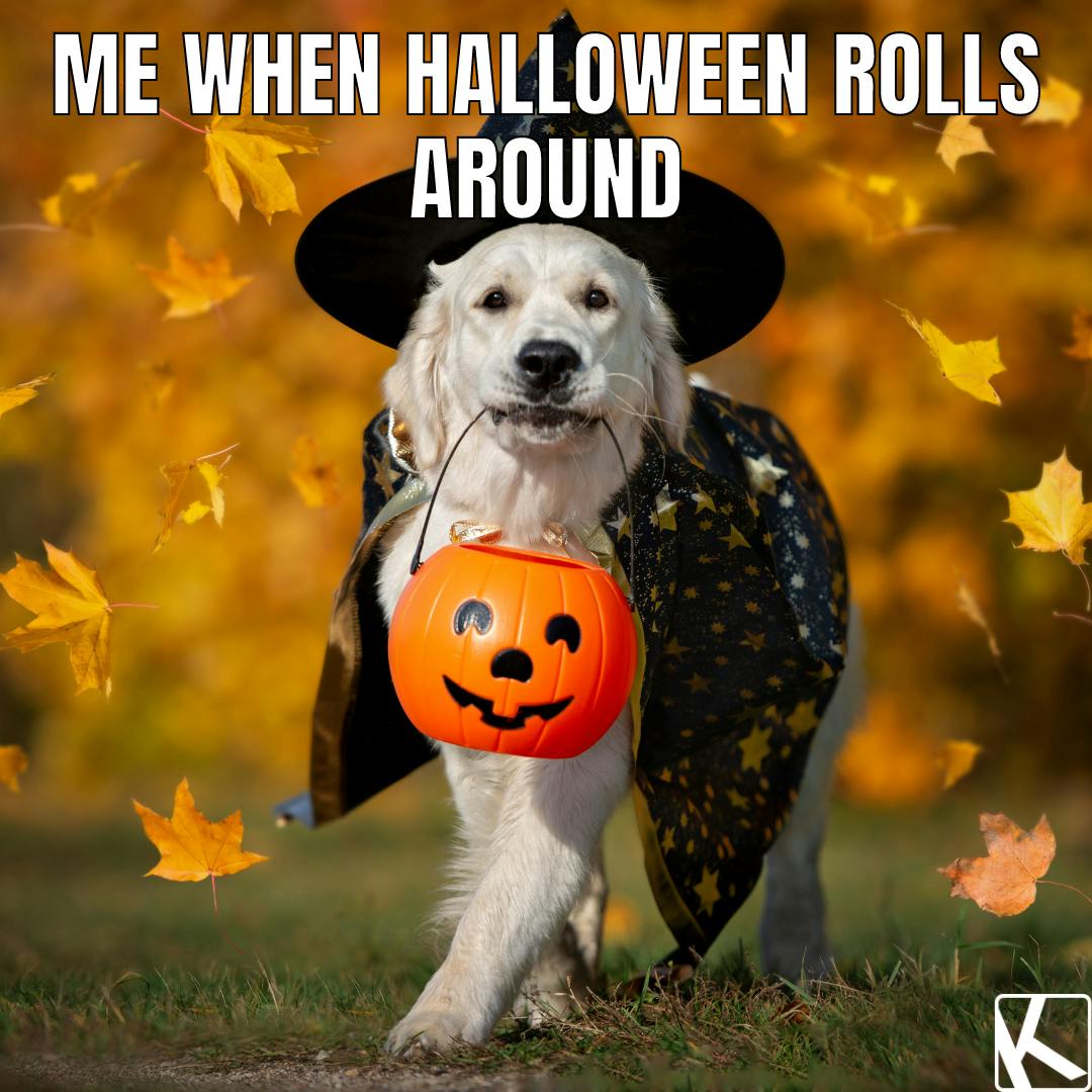 fall memes of dog in halloween costume carrying pumpkin basket
