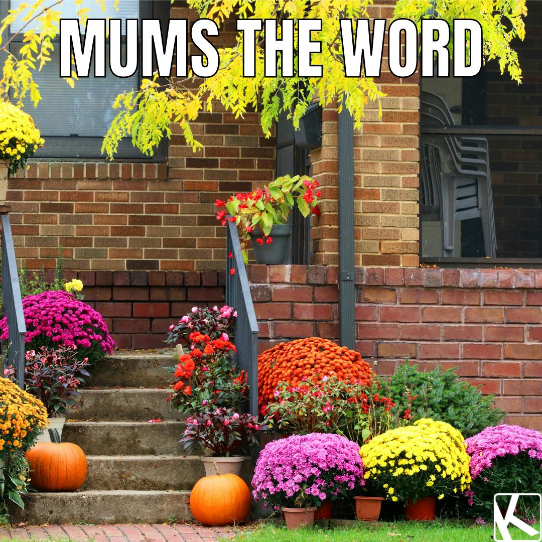 fall memes of colorful mums on front porch