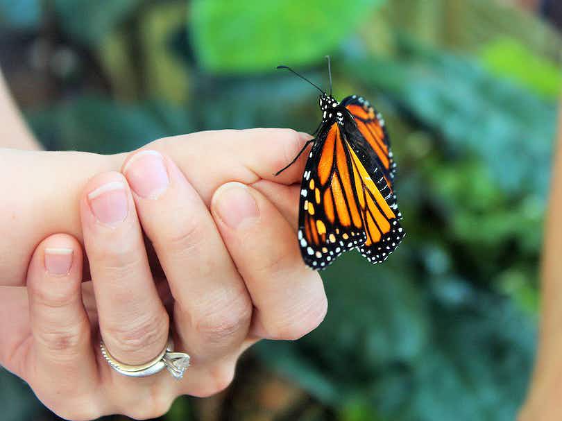 monarch butterfly perched on woman's hand