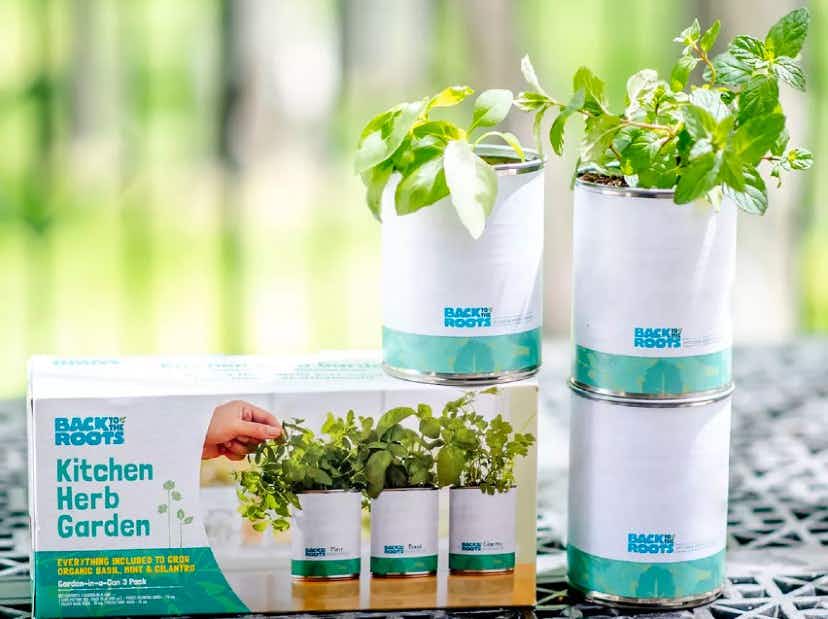 kohls back to the roots kitchen herbs 2022