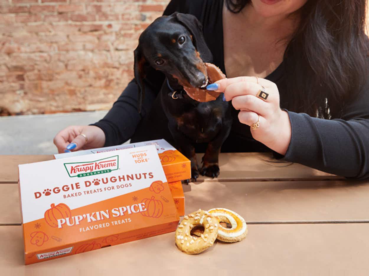 a person holding a krispy kreme dog treat with a dog eating them