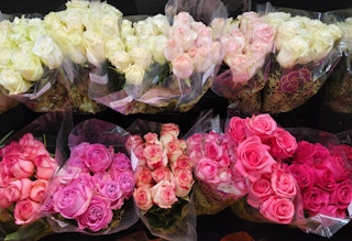 kroger bloom haus roses 2022 sv 1660755263 1660755263
