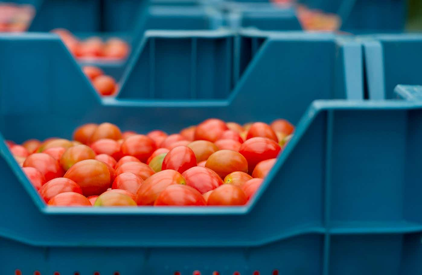 tomatoes in blue crates outside