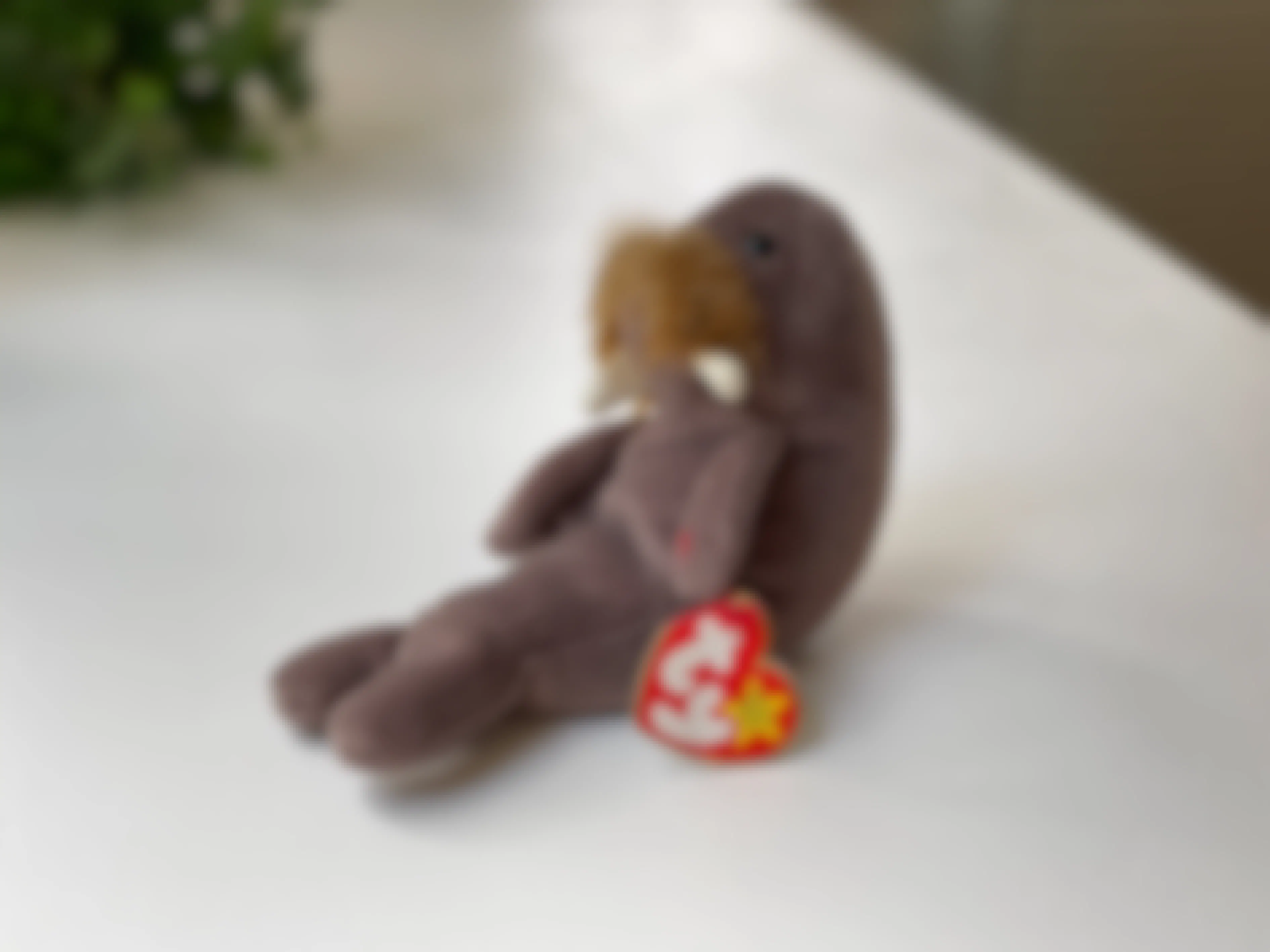 A Jolly the Walrus beanie baby sitting on a white table.