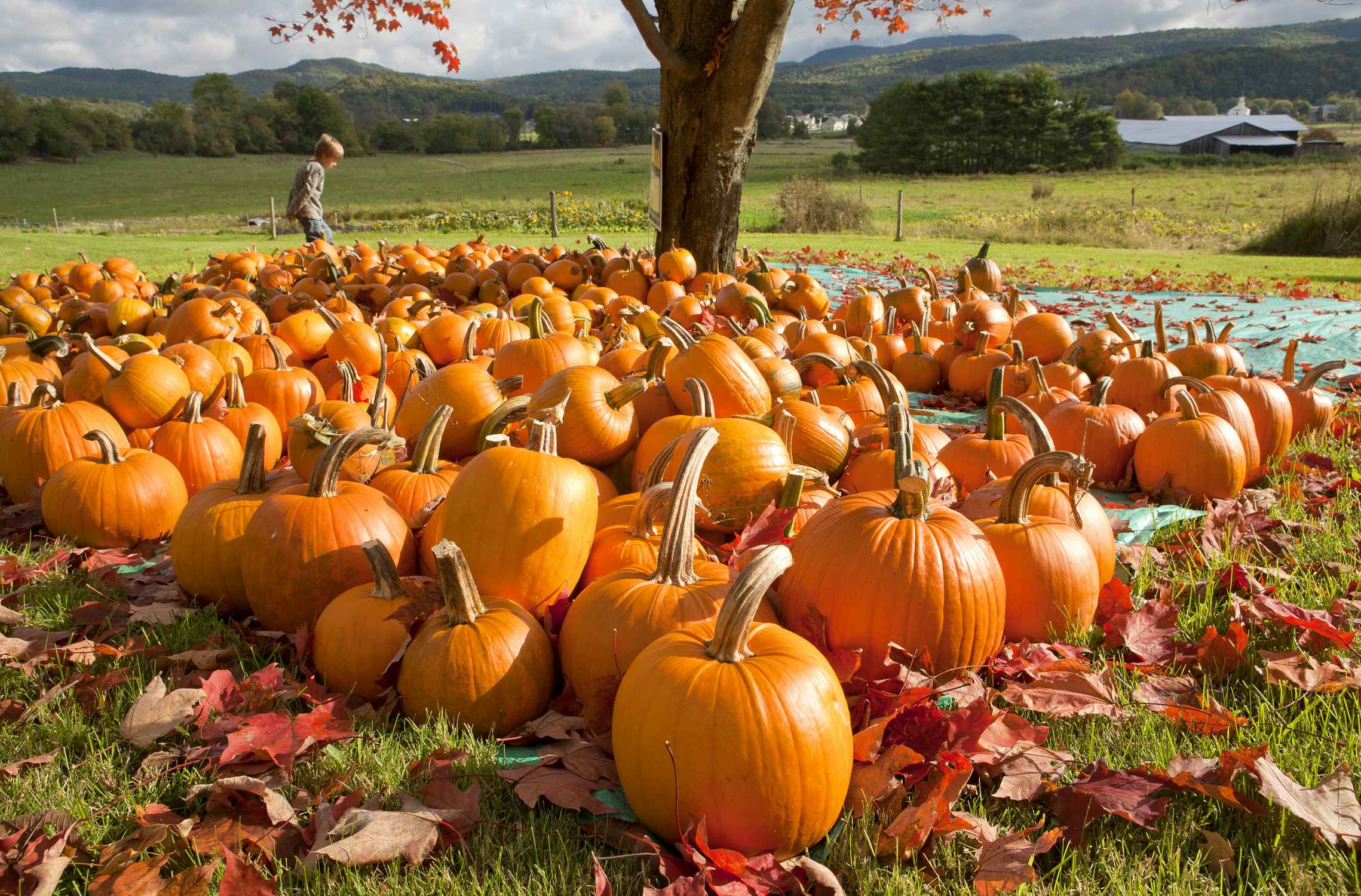 pile of pumpkins with autumn landscape