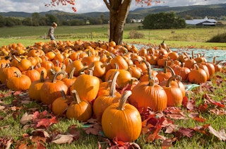 pile of pumpkins with autumn landscape
