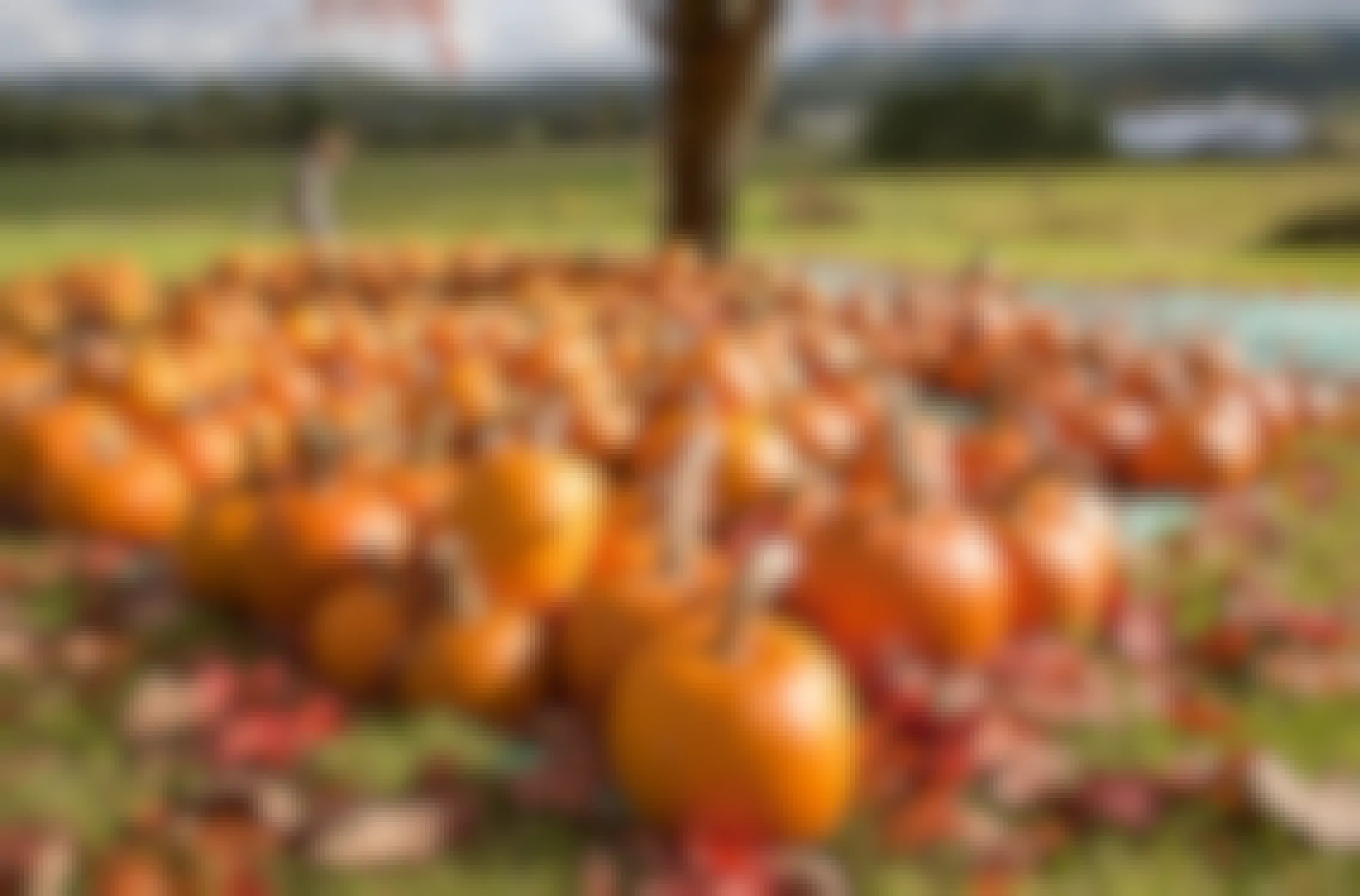 pile of pumpkins with autumn landscape
