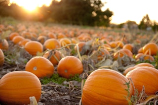 pumpkin patch field at sunset
