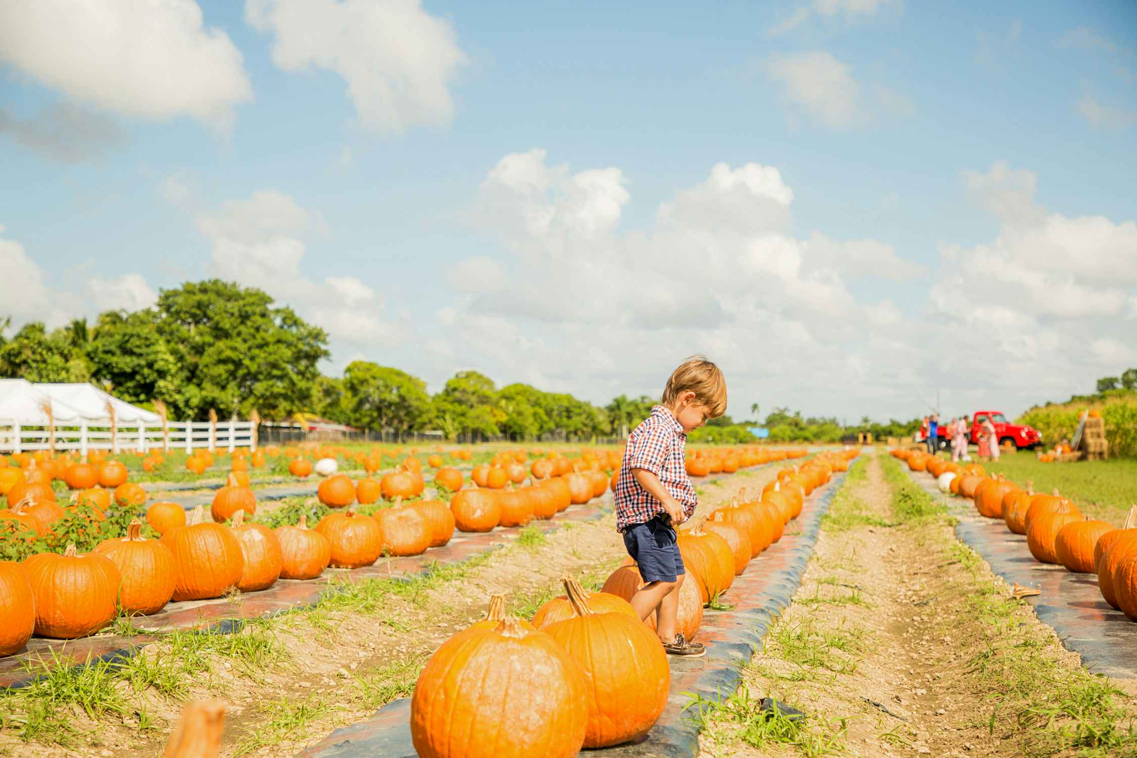 young boy walking in pumpkin patch field