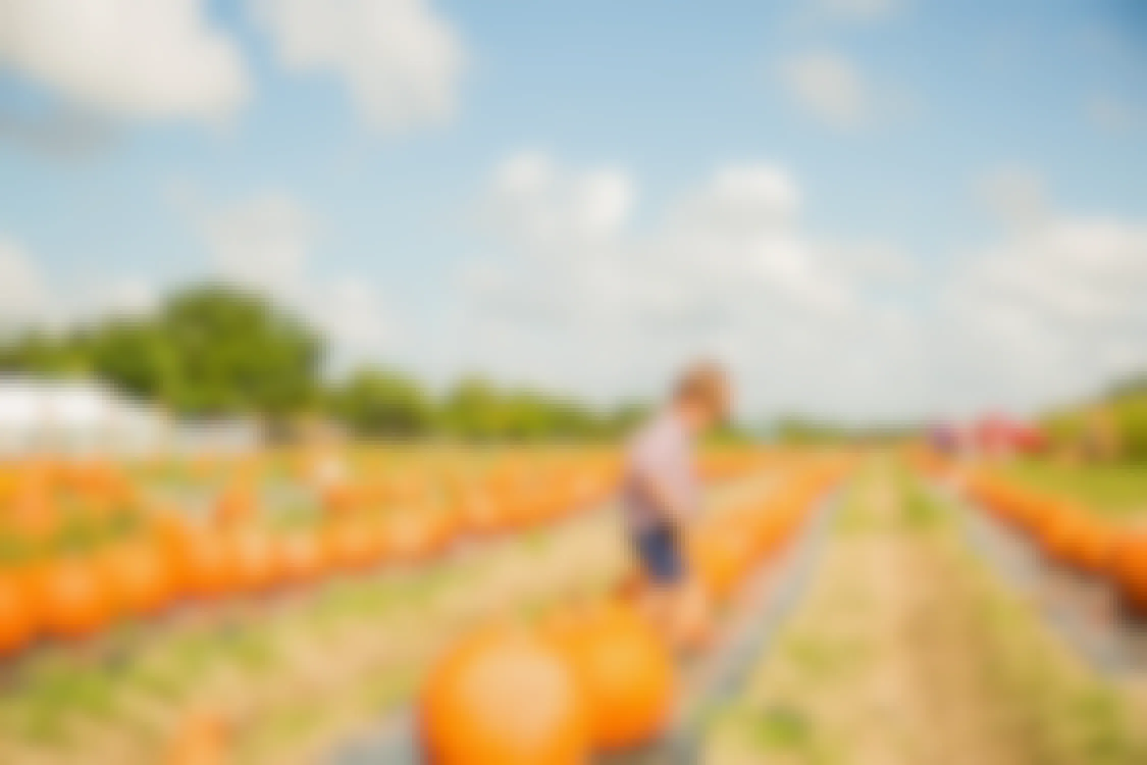 young boy walking in pumpkin patch field