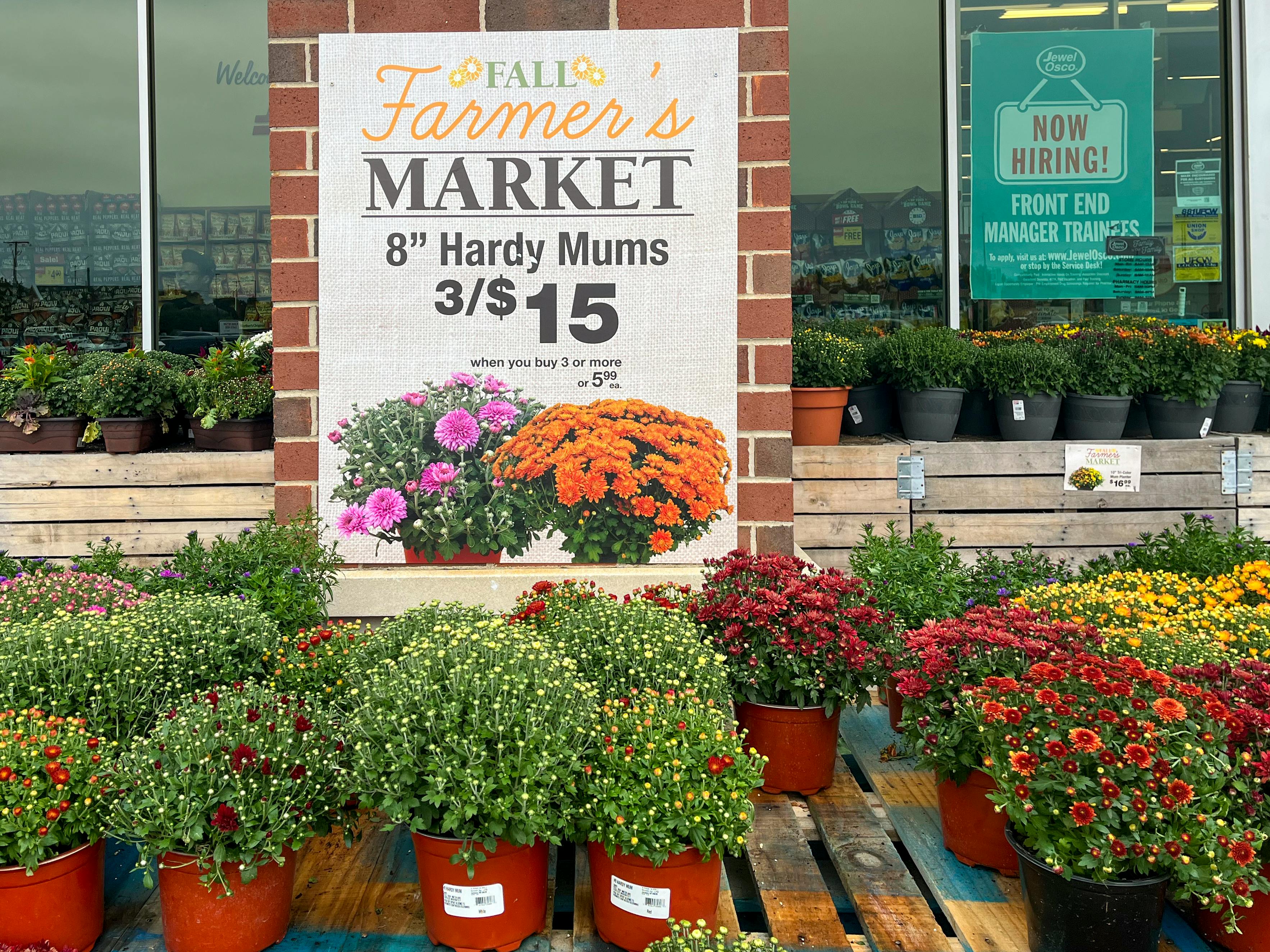 7 Cheap Places to Buy Fall Mums for 2022 The Krazy Coupon Lady