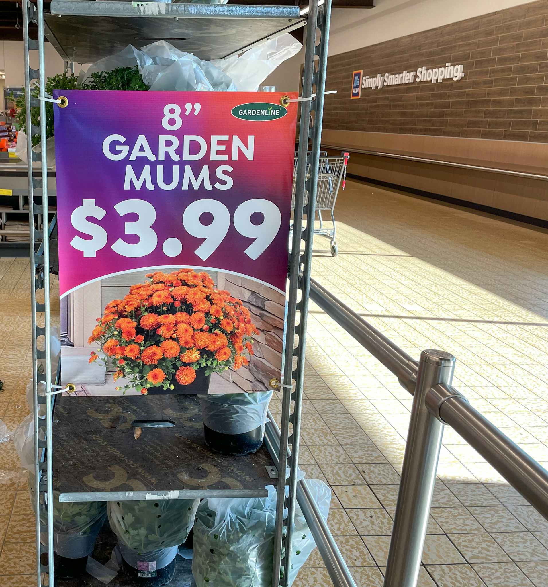 sale sign of garden mums on a rack at aldi