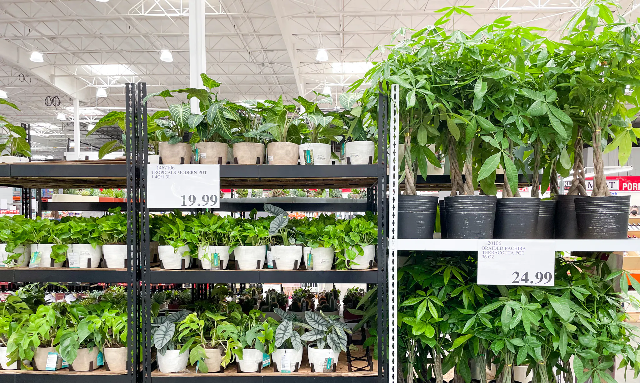 Newly Stocked Plants Mums Succulents Cacti More At Costco The Krazy Coupon Lady