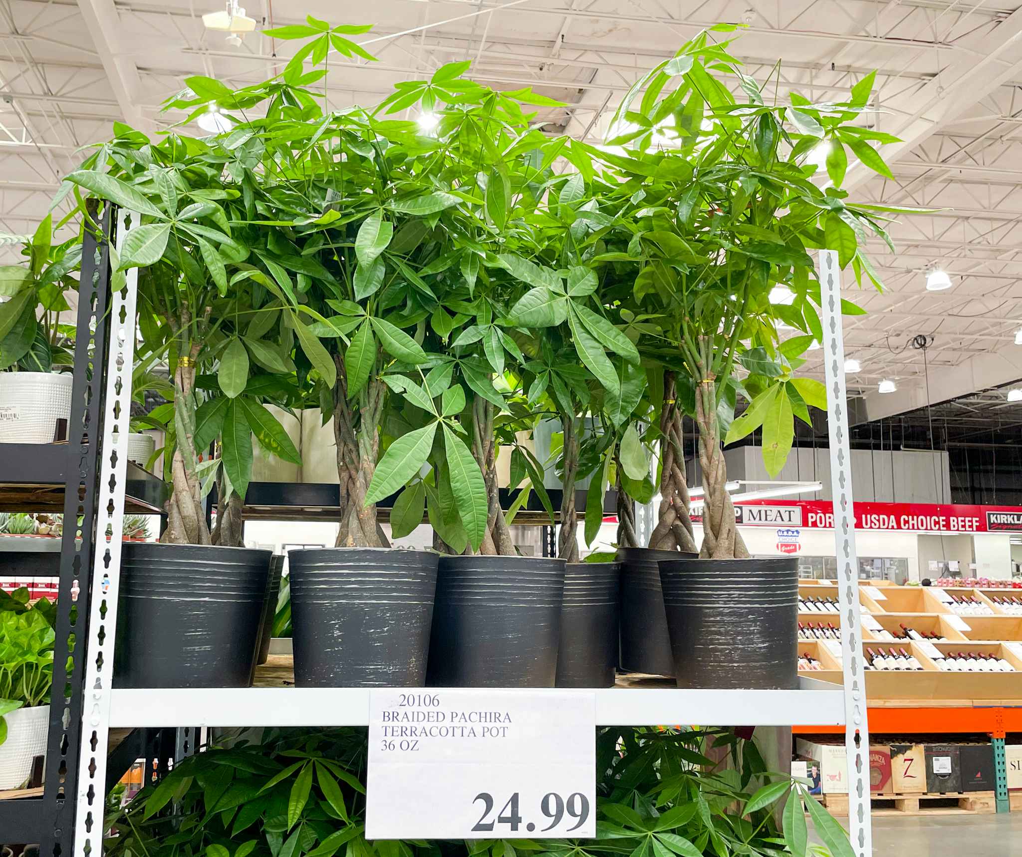 plants on a shelf at costco