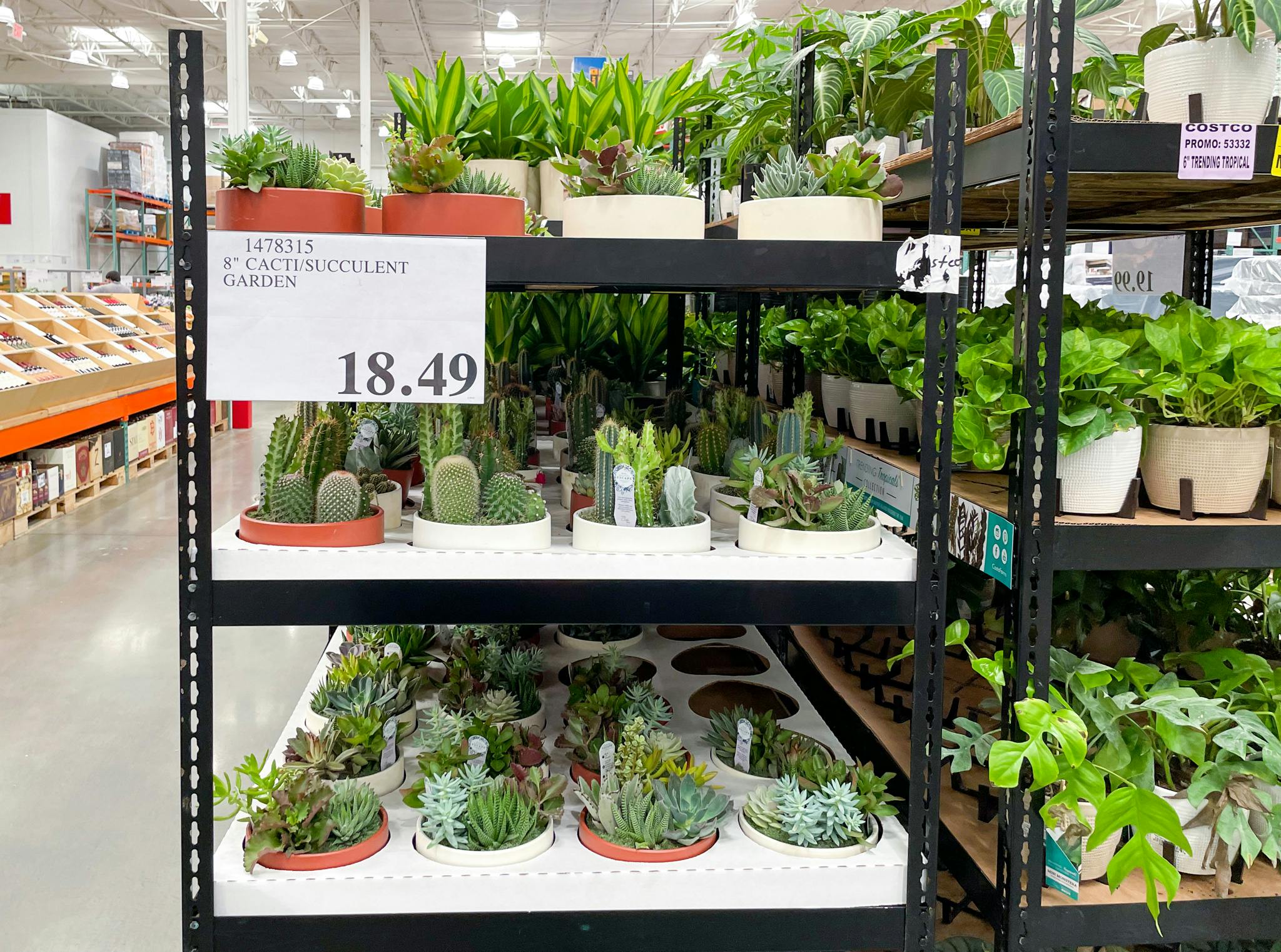 Newly Stocked Plants — Mums, Succulents, Cacti, & More at Costco The Krazy Coupon Lady