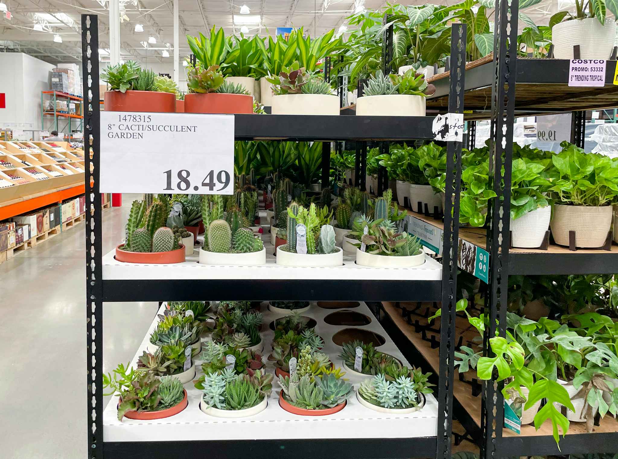plants on a shelf at costco