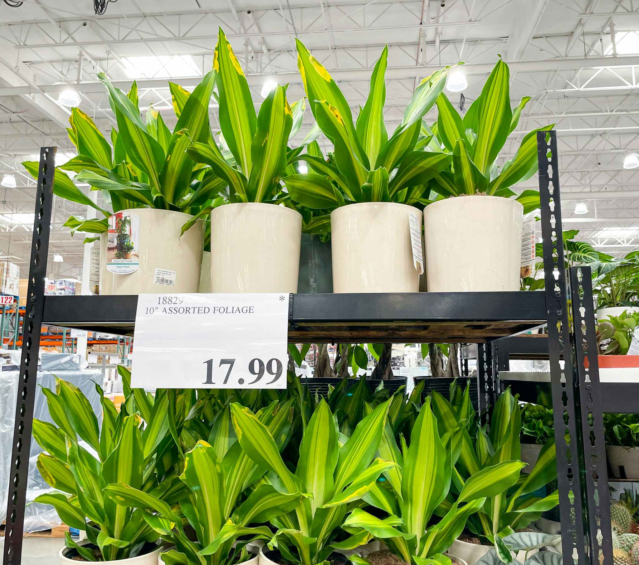 foliage on a shelf at costco