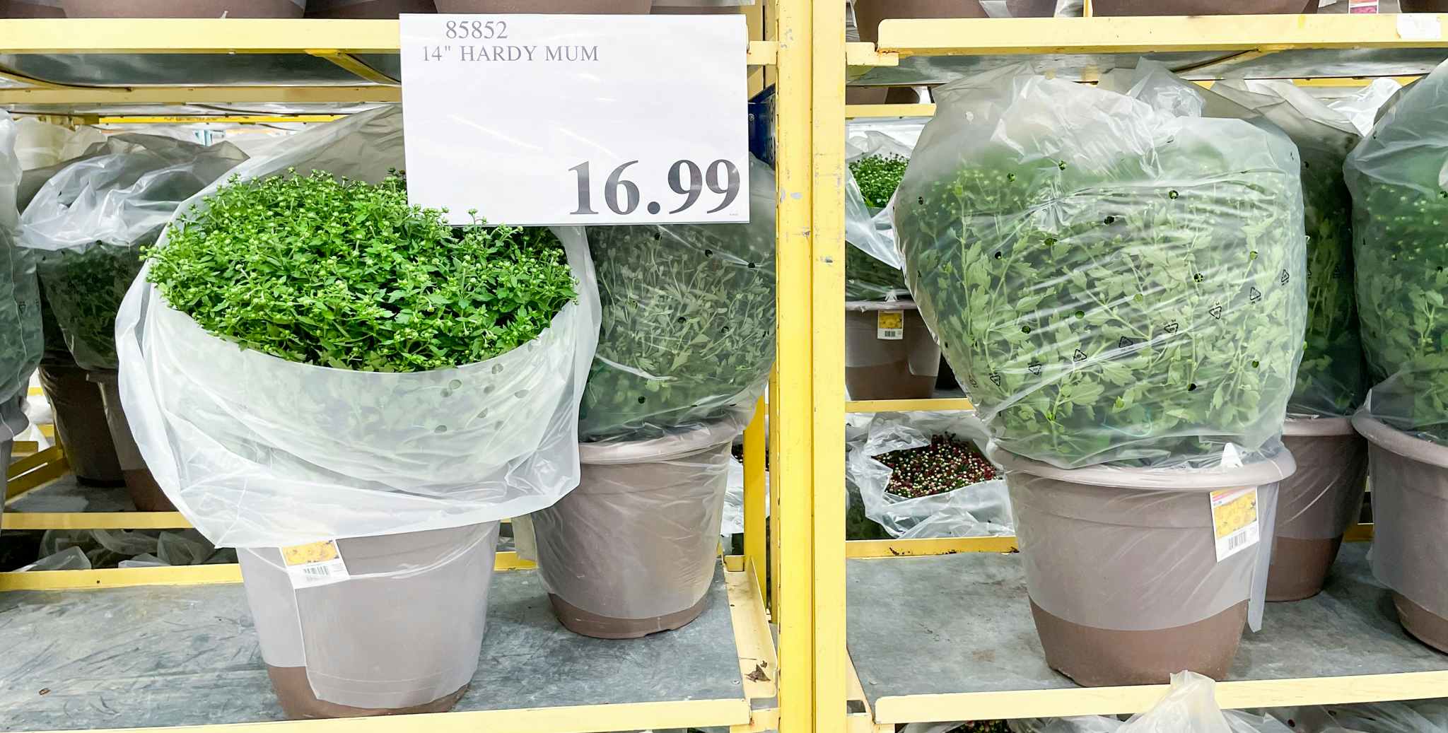 mums in a pot at costco