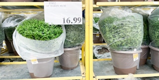 mums in a pot at costco