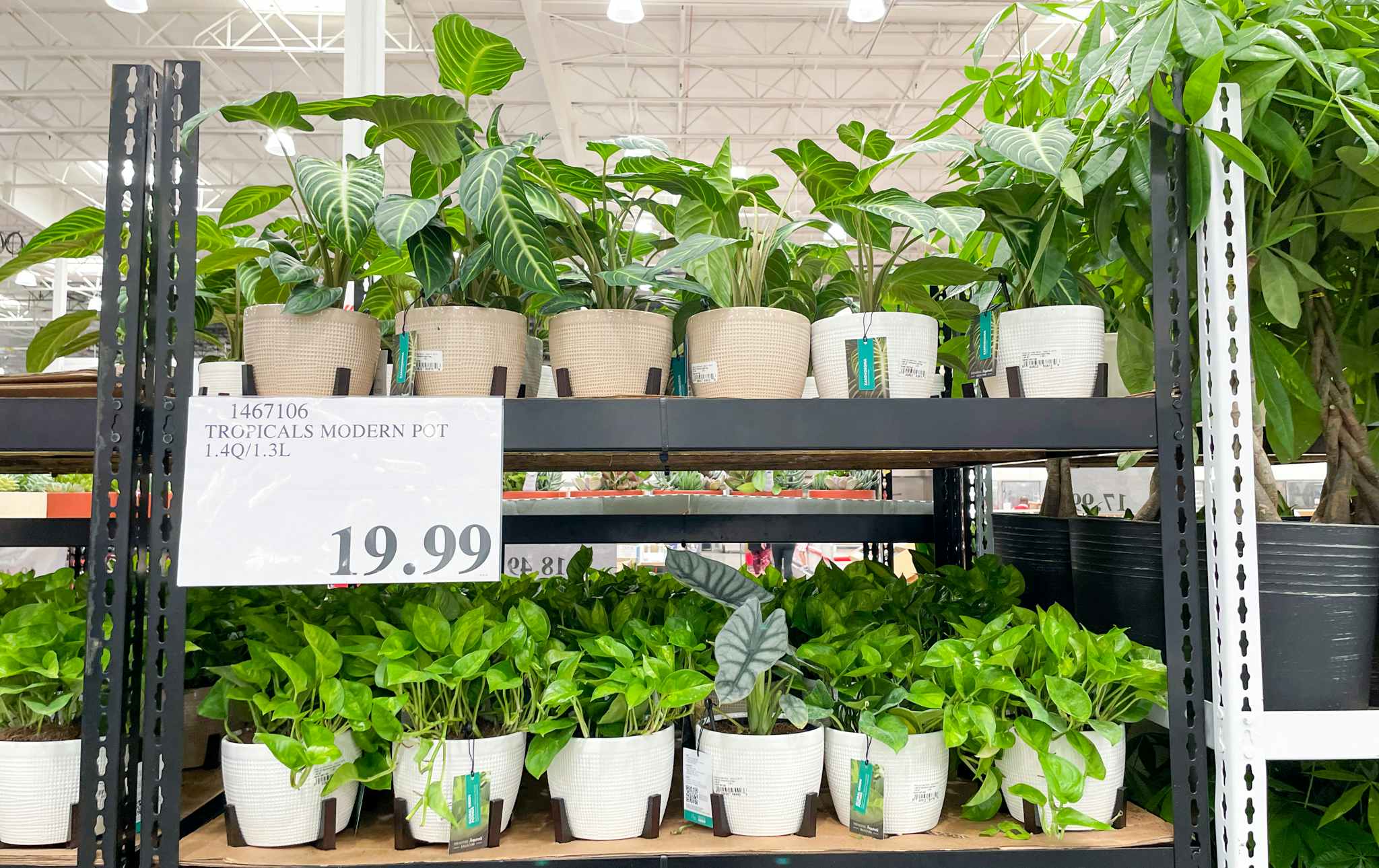 plants on a shelf at costco