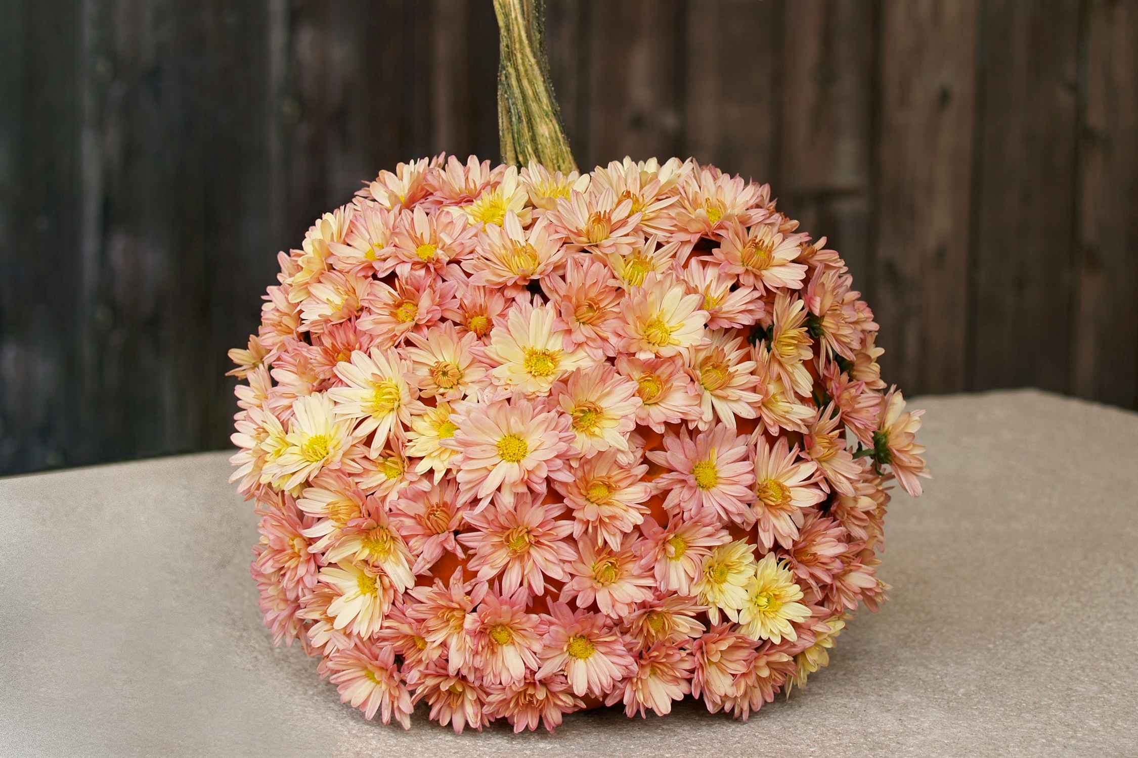 no-carve pumpkin decorated with pink mums