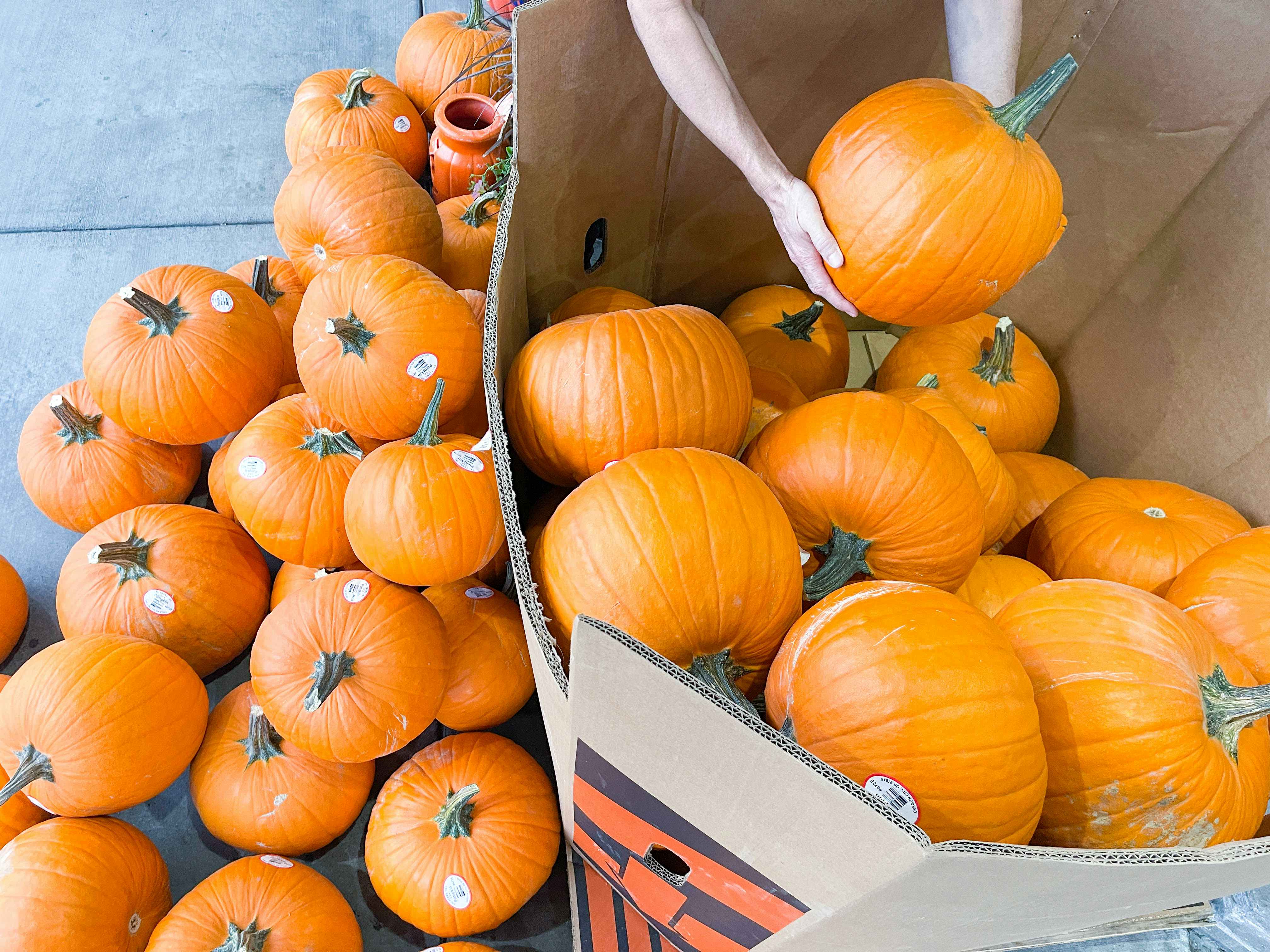 a huge pile of pumpkins inside and outside an outside grocery store pumpkin box