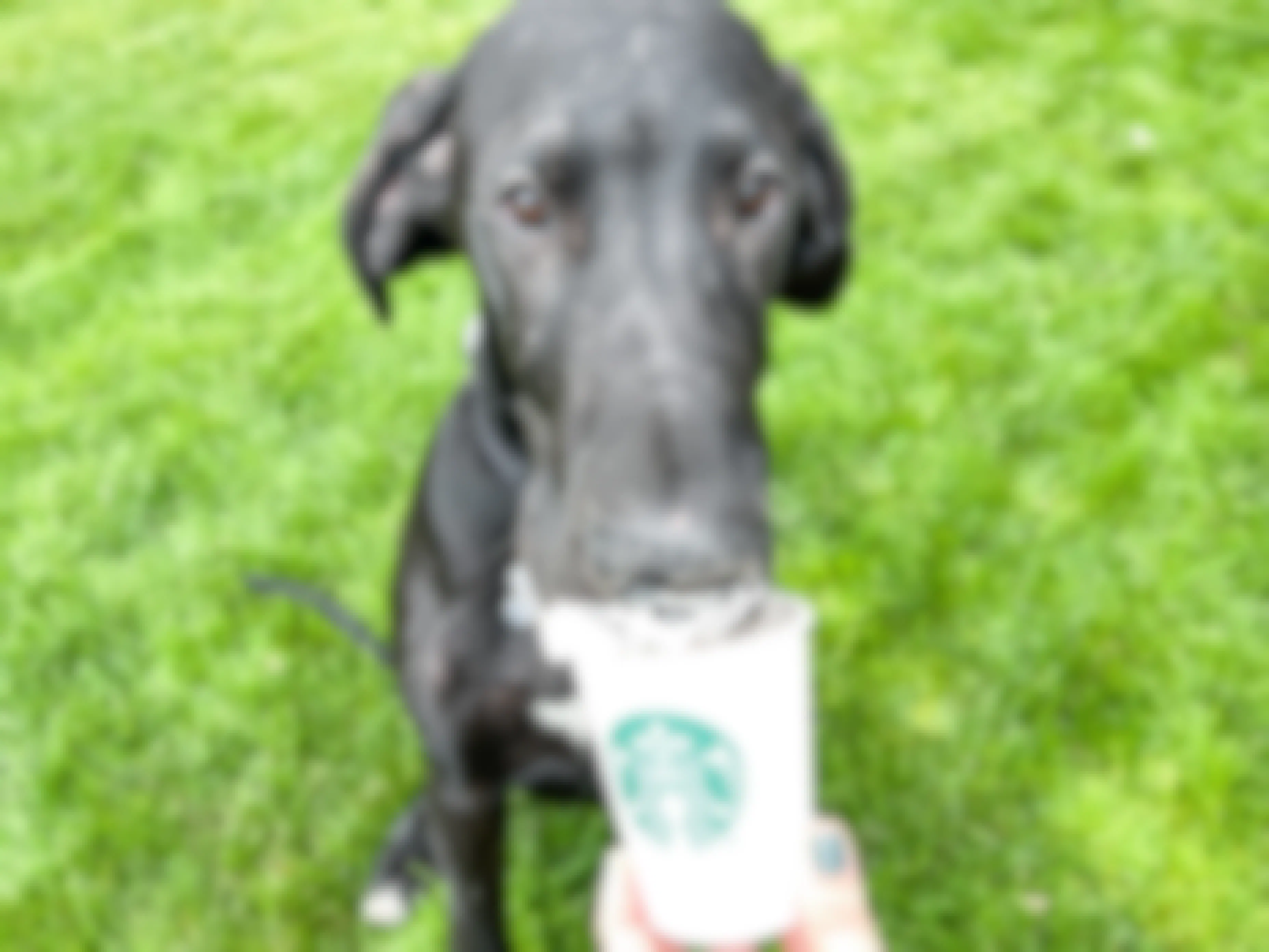 a puppy eating a cup of starbucks puppuccino 