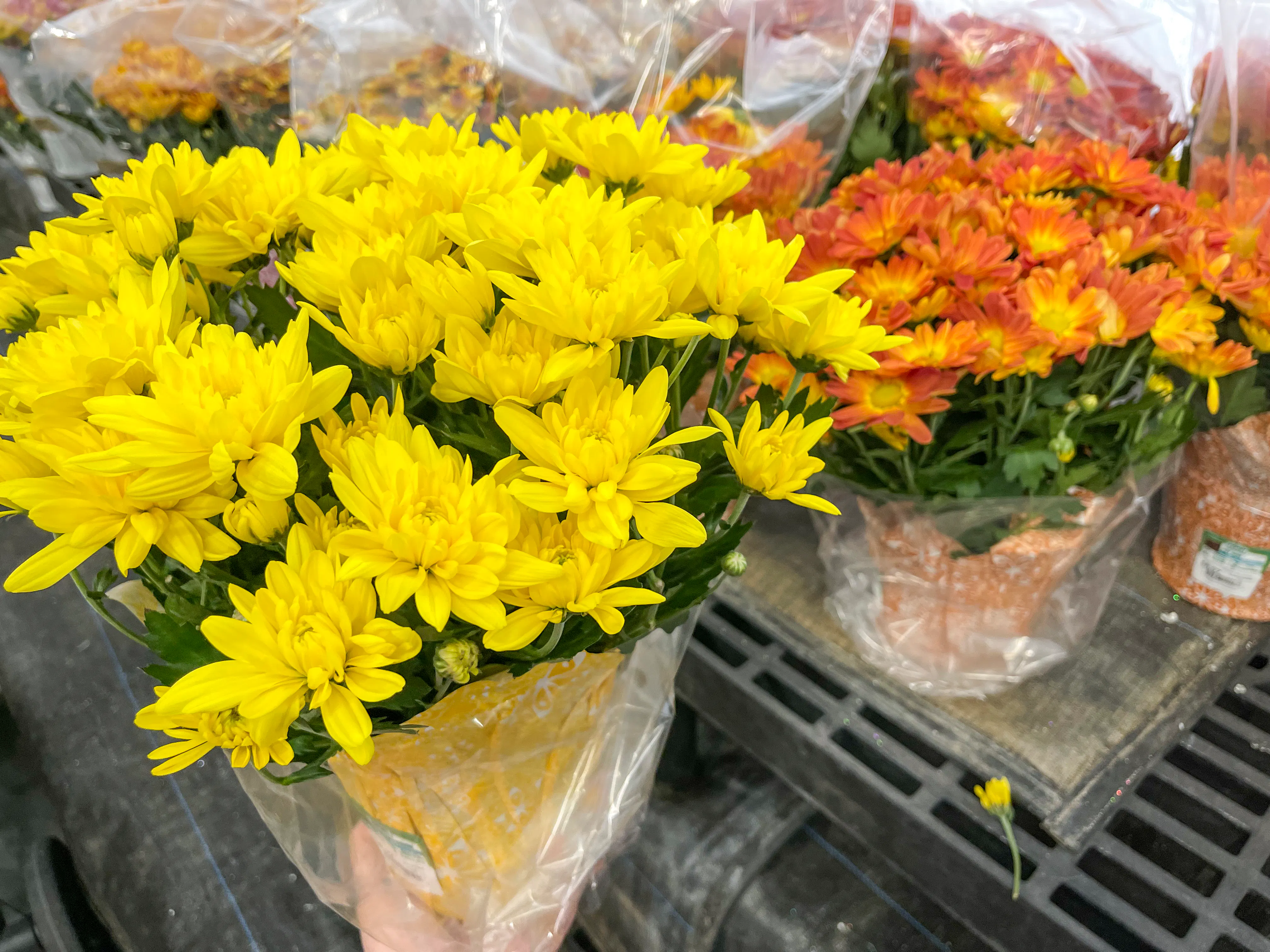 Fall Mms 7 Cheap Places to Buy Fall Mums for 2022 - The Krazy Coupon Lady