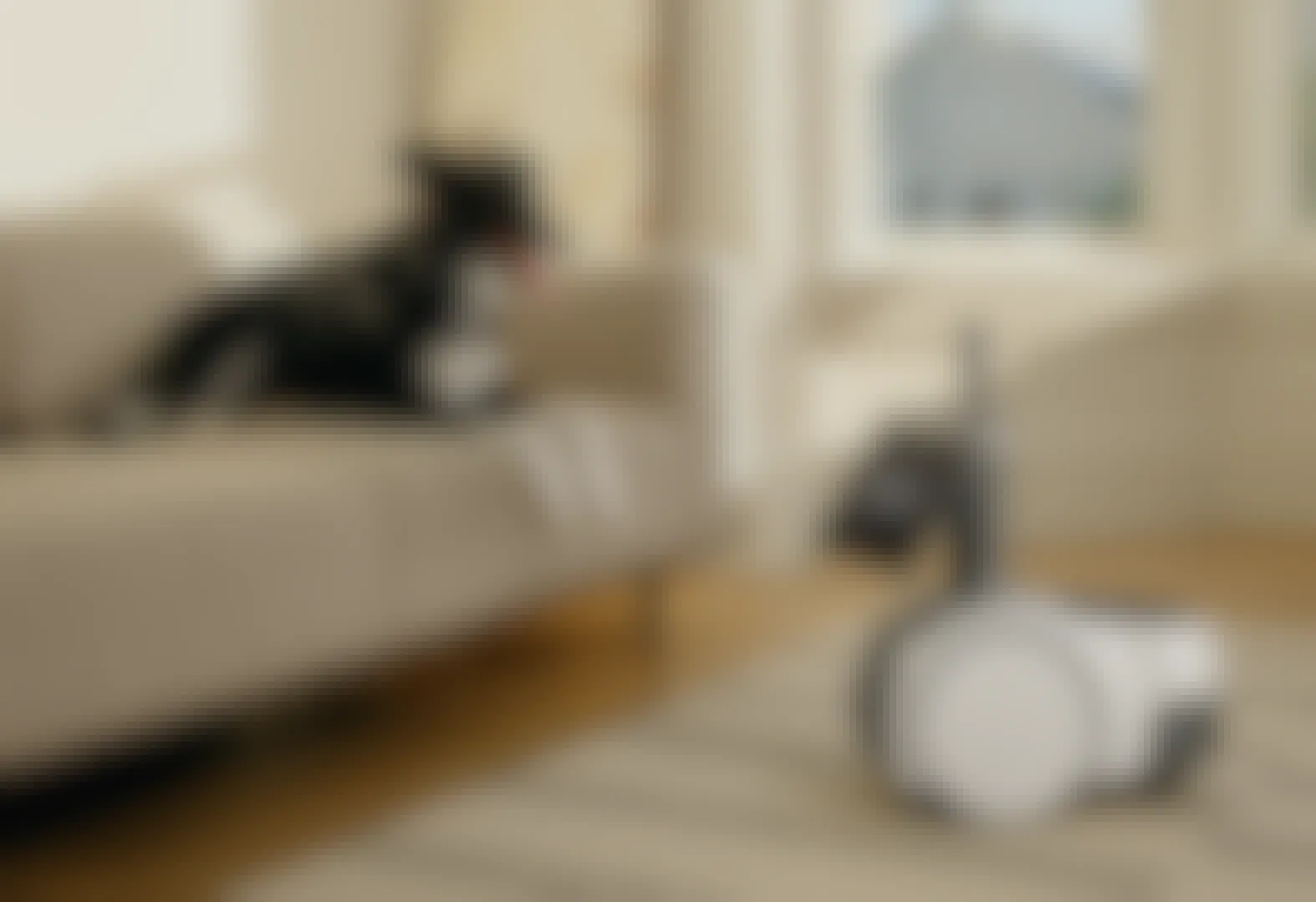 A dog laying on a couch next to an Amazon Astro device on the floor.