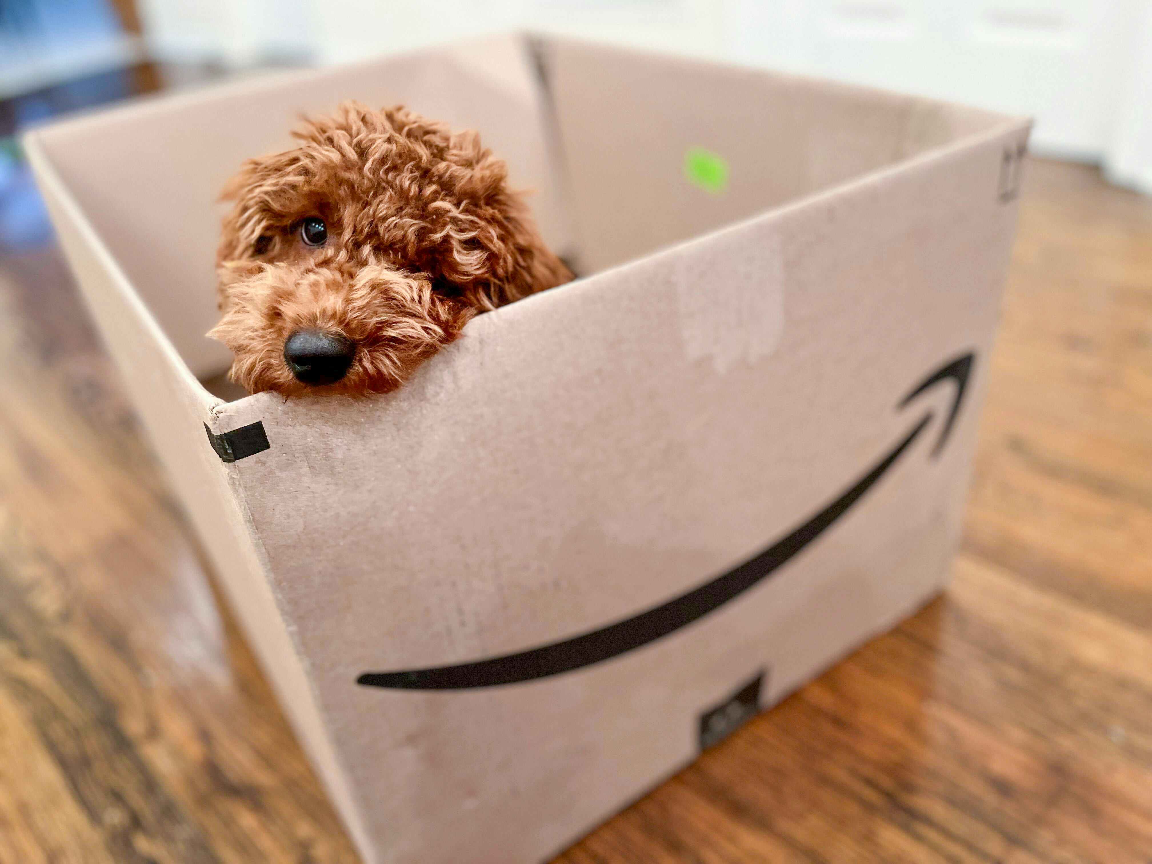 Amazon Pet Deals Live Now Save on Treats, Litter, and More The Krazy