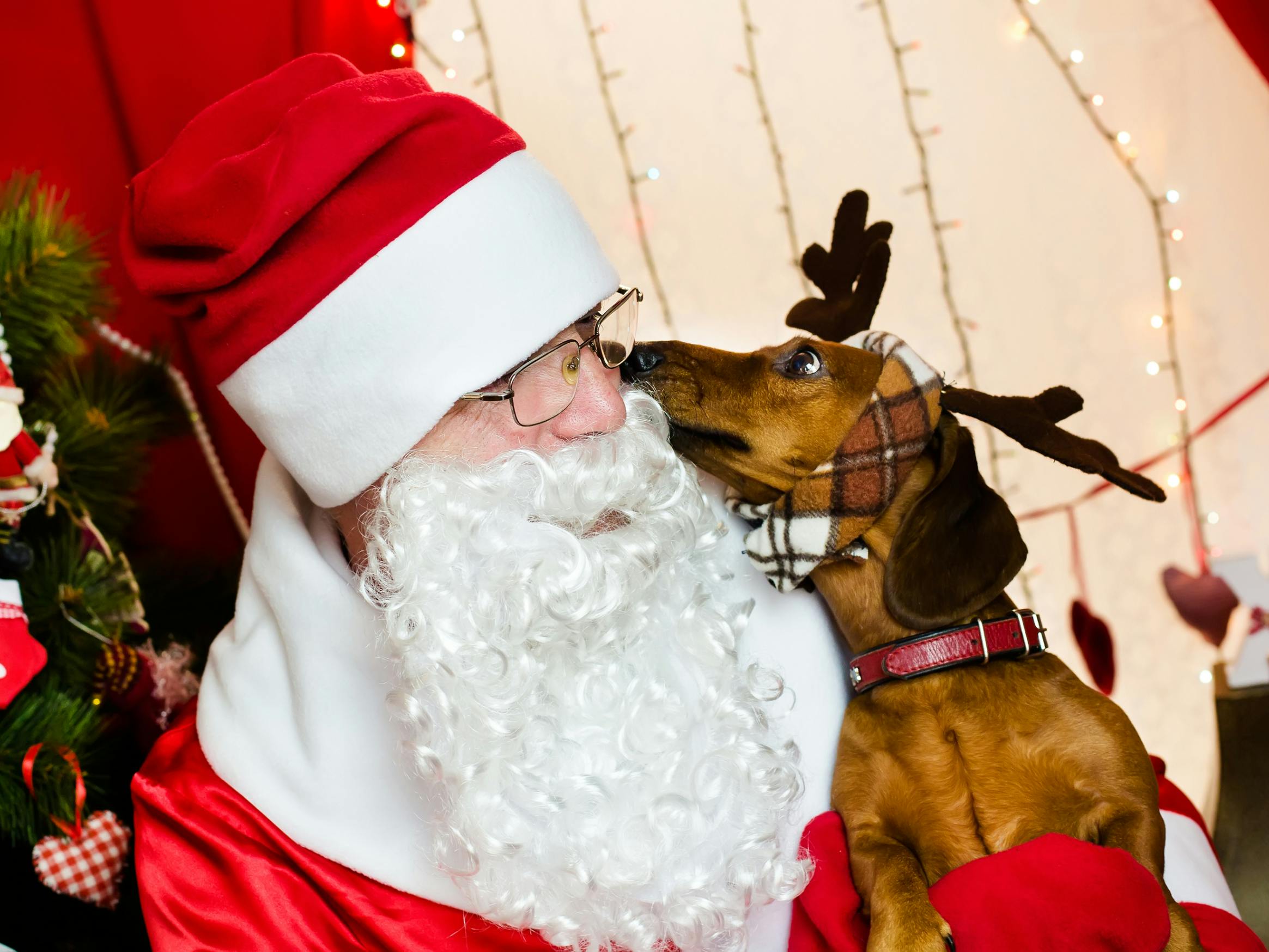 Free Bass Pro Santa Photos Are On In 2022 The Krazy Coupon Lady   Bass Pro Shops Cabelas Free Pictures With Santa Holiday Christmas Santas Wonderland Pet Friendly Dog Portraits Dreamstime 1666283771 1666283771 Scaled E1666283929447 