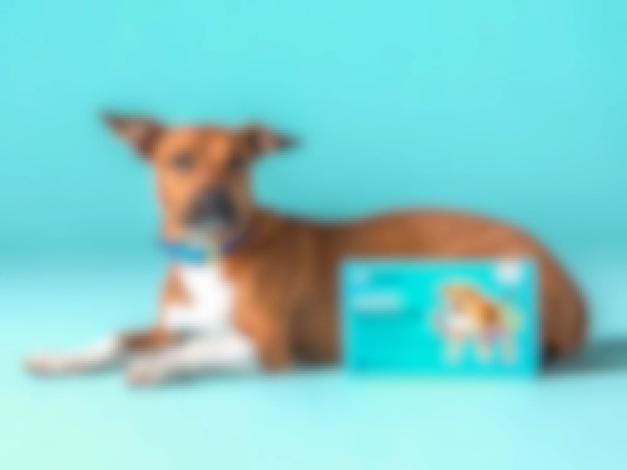 A dog laying down next to a Embark Breed & Health Kit on a blue background