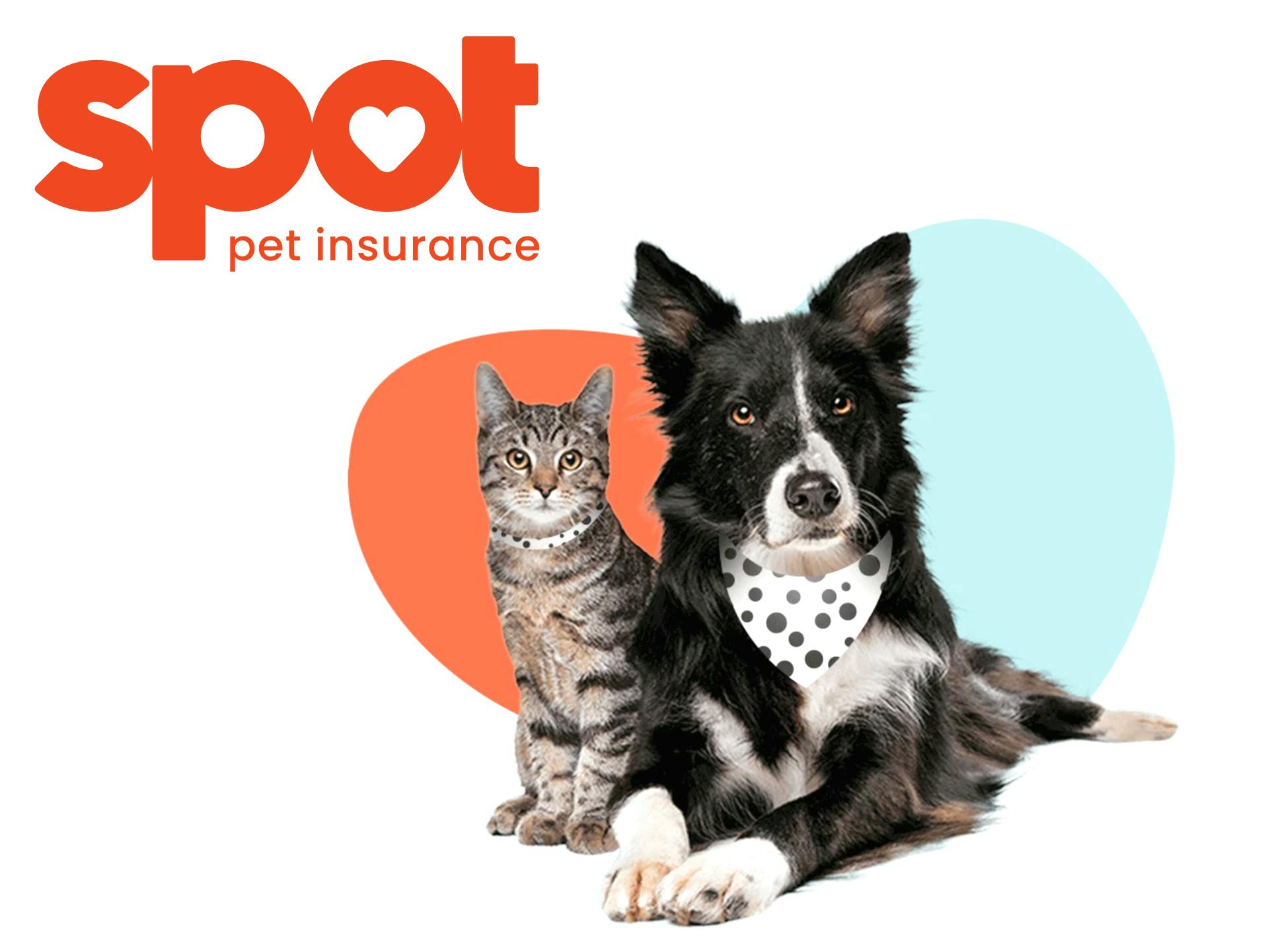 Defaqto 5 Star Rated Pet Insurance, 10% Online Discount