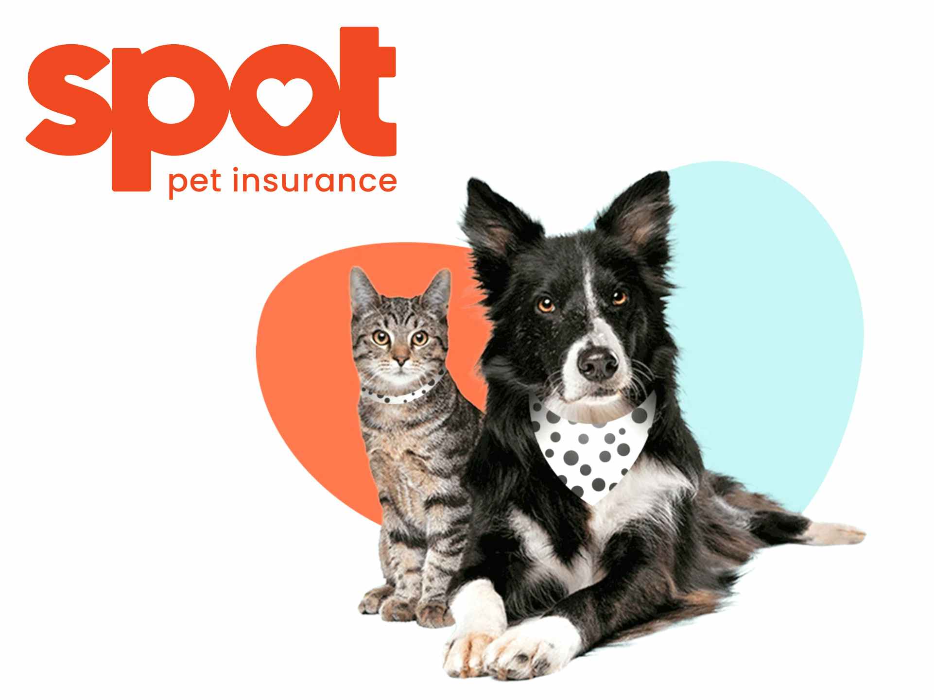 spot pet health insurance graphic