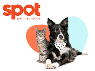 spot pet health insurance graphic