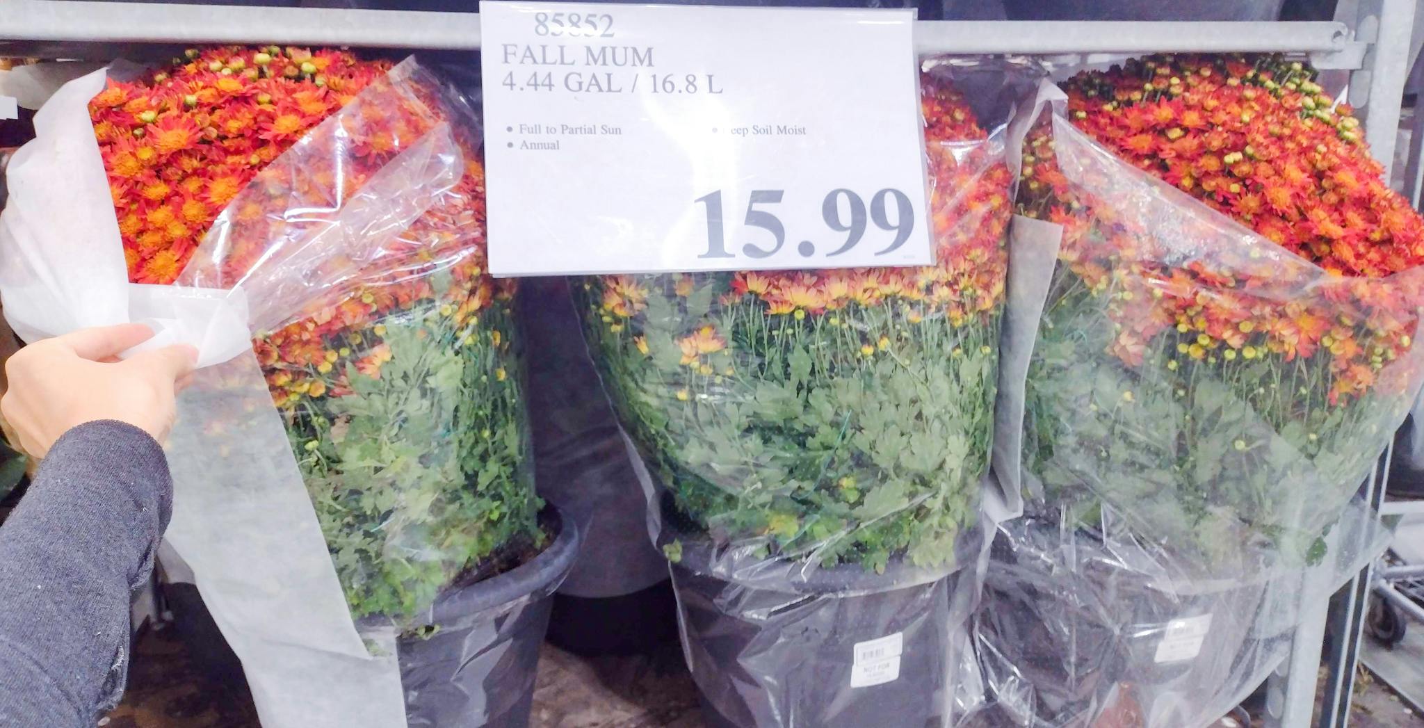 16 Mums & 24 Live Assorted Foliage in Baskets at Costco The Krazy