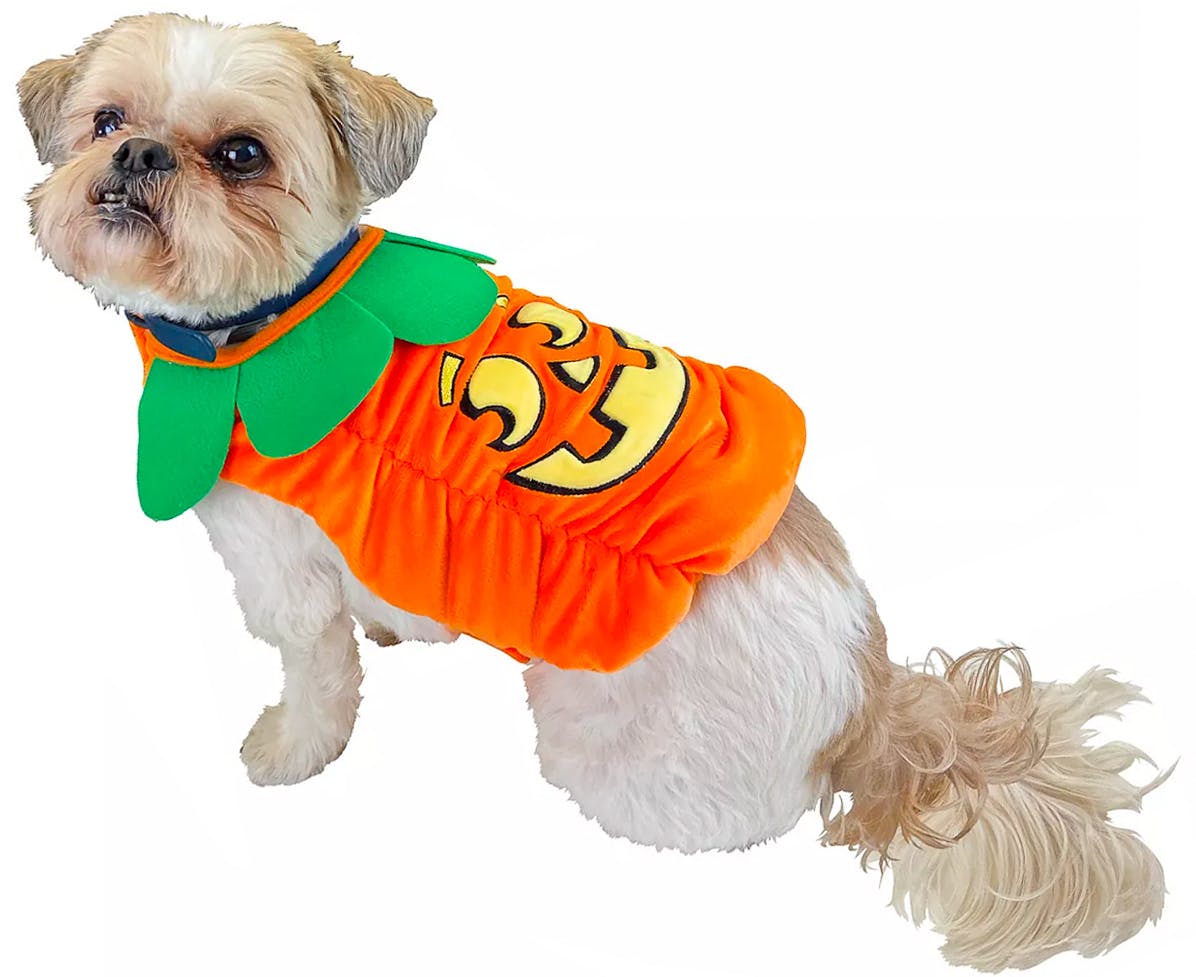 24 Cheap Dog Halloween Costumes That Cost $20 or Less - The Krazy ...