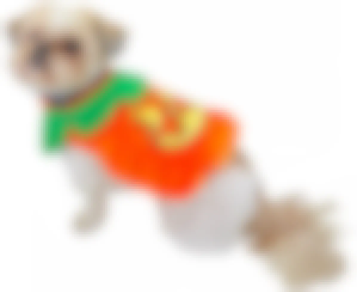 A dog wearing a pumpkin costume on a white background