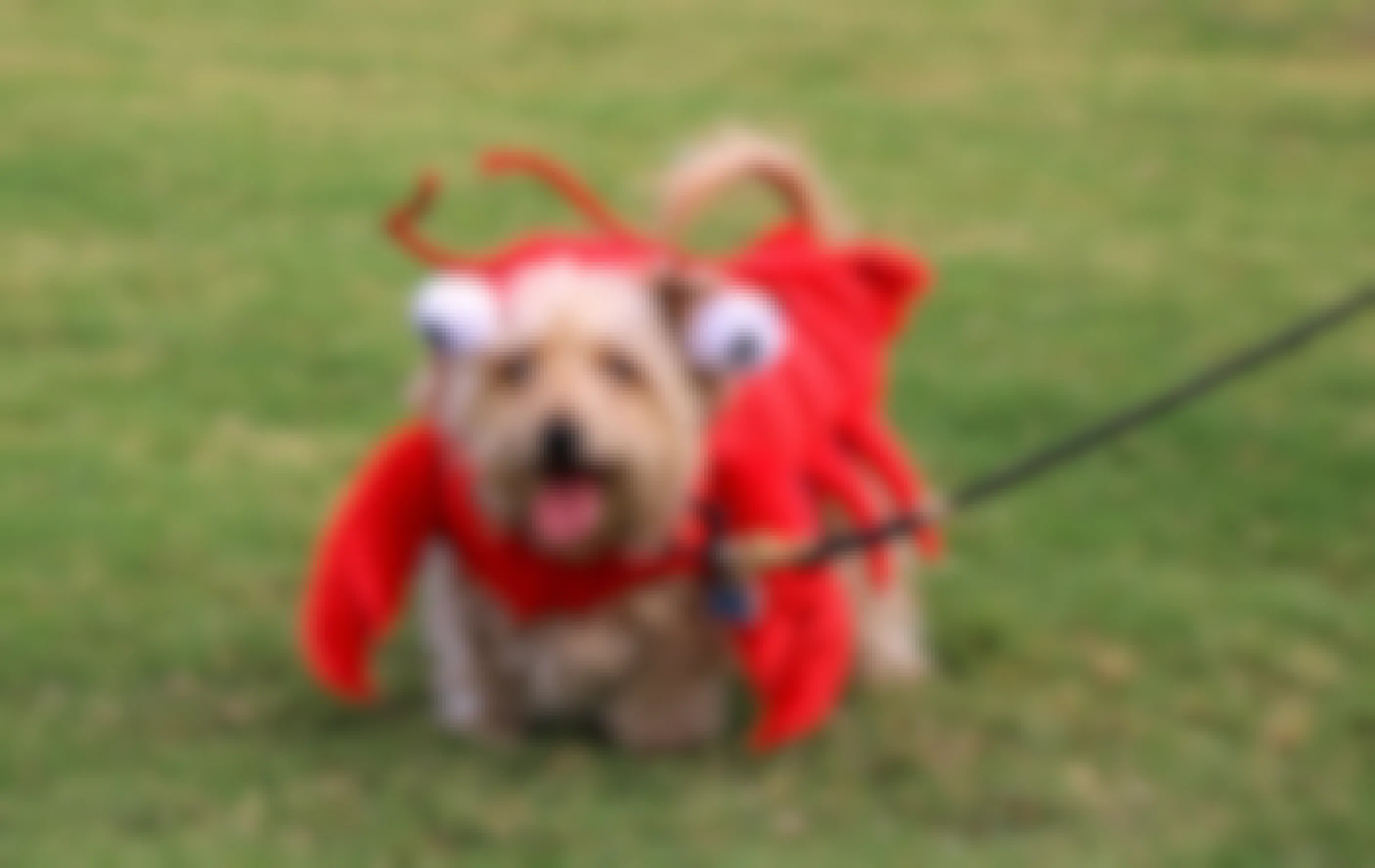 27 Cheap Dog Halloween Costumes That Are More Funny Than Scary