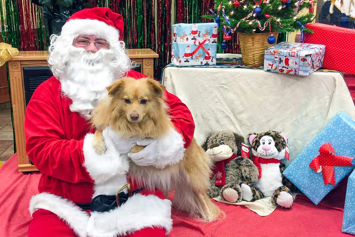 a dog getting a photo taken with Santa