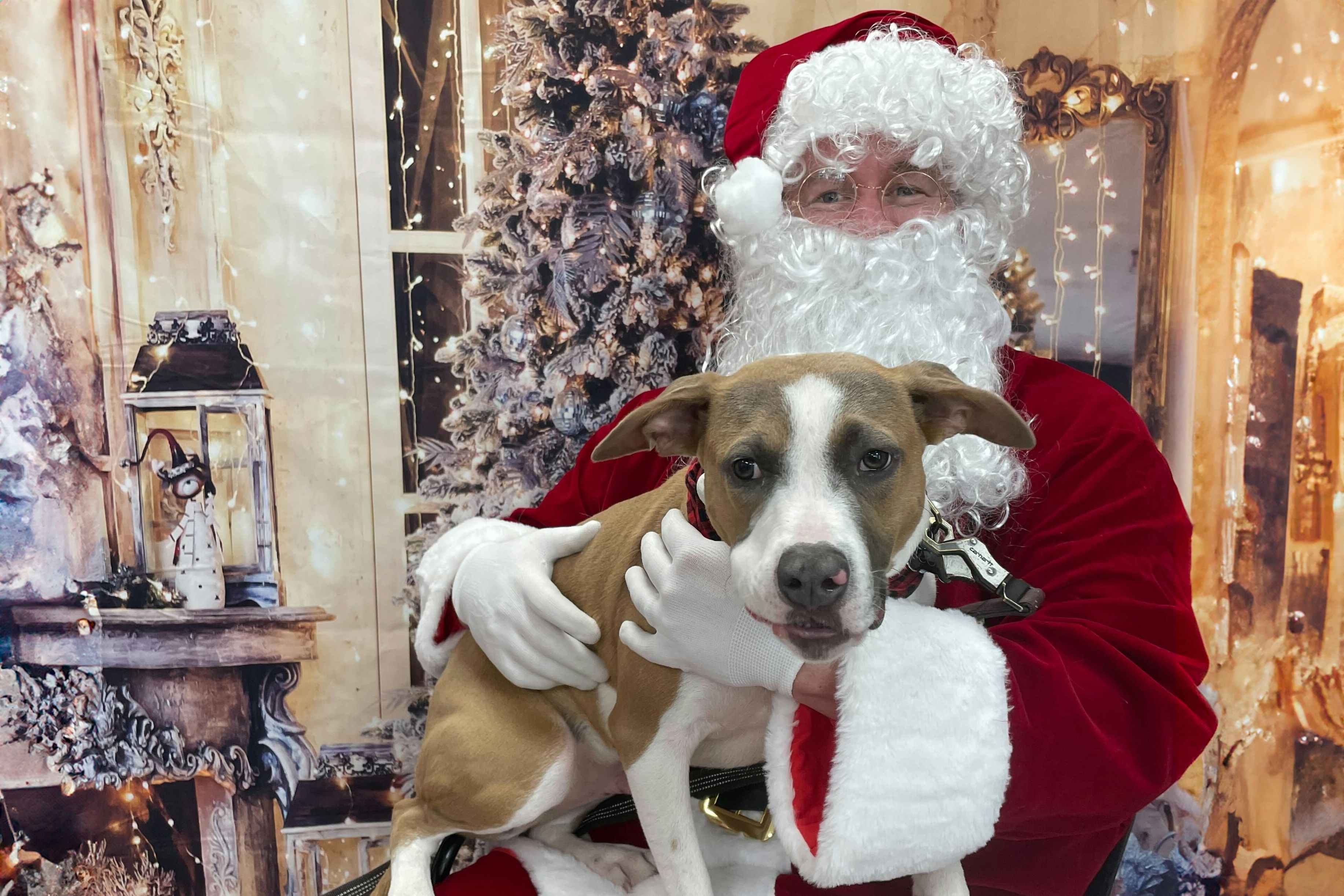 a dog taking a photo with santa