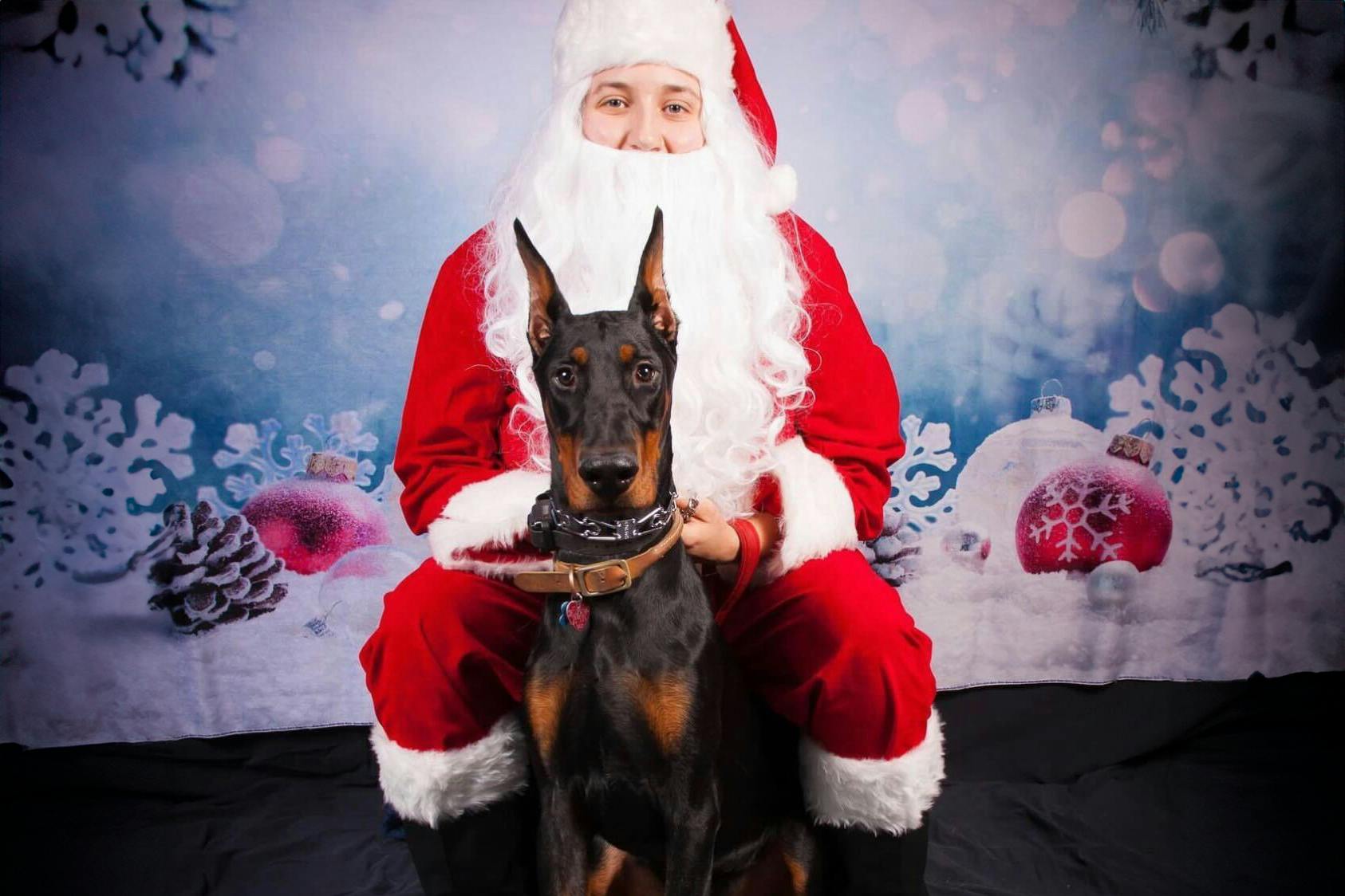 Where to Get Free Pet Photos With Santa The Krazy Coupon Lady