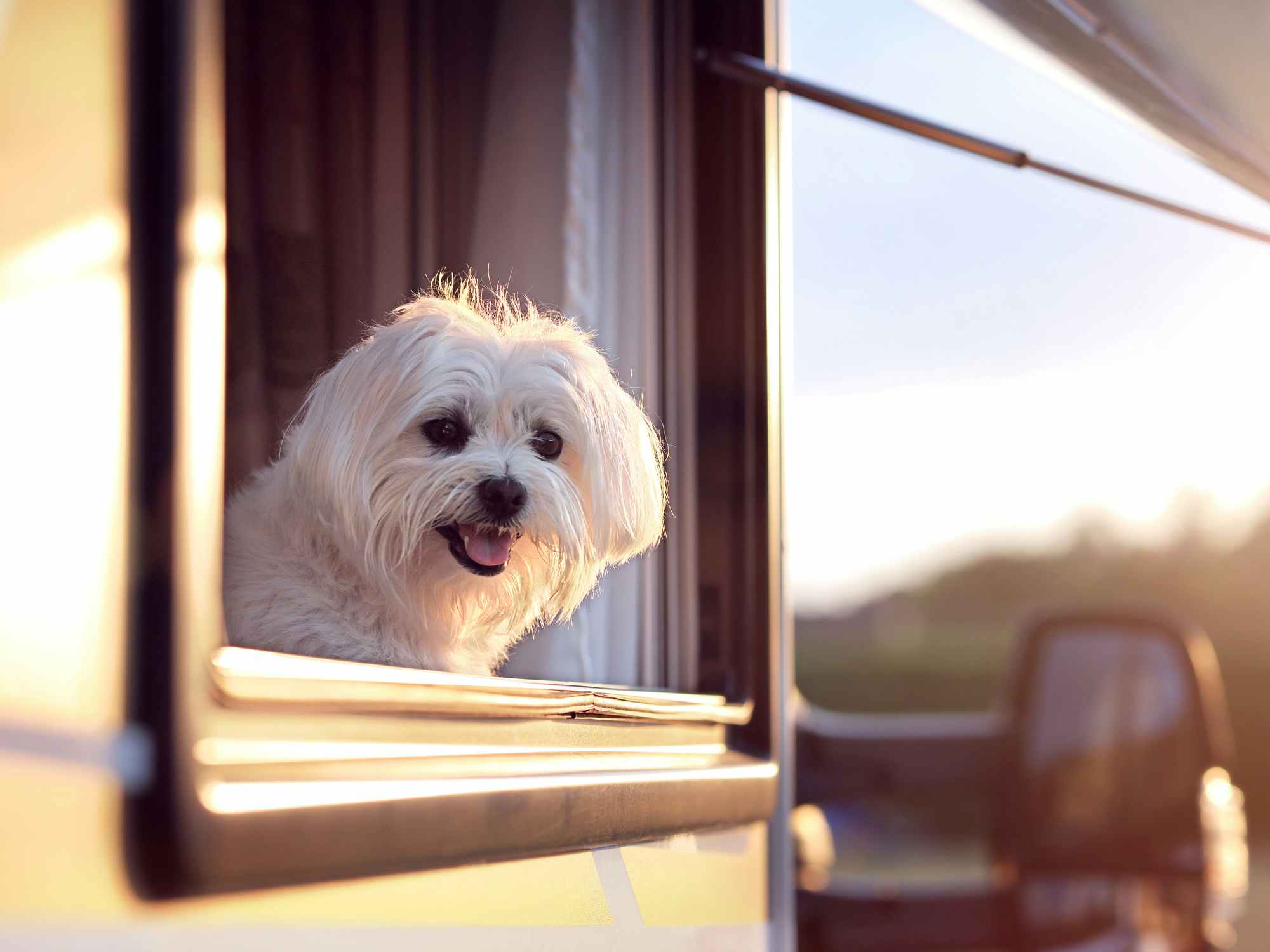 small white dog looking through rv camper window