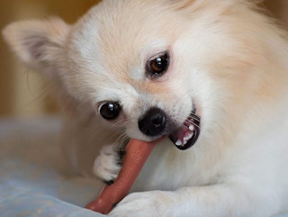 amazon nylabone chew toy 2022 3 1668795881 1668795881